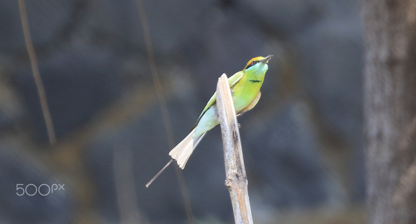 Canon EOS 500D (EOS Rebel T1i / EOS Kiss X3) sample photo. Little egret photography