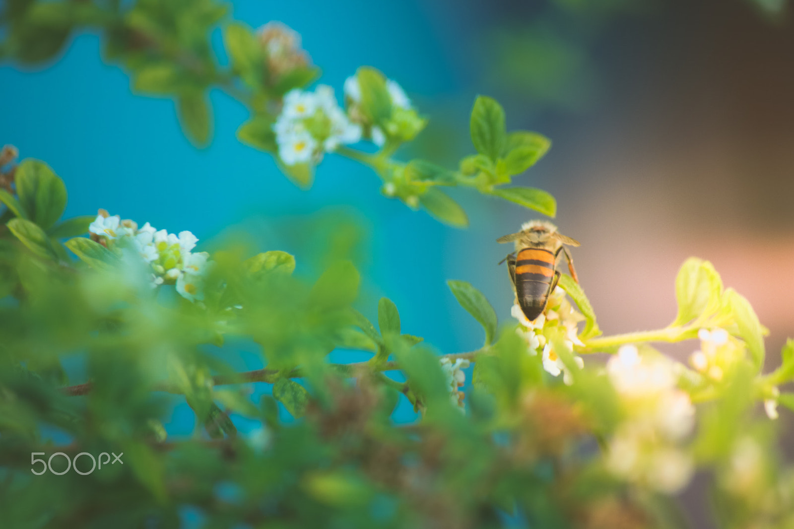 Canon EF-S 55-250mm F4-5.6 IS sample photo. Img photography