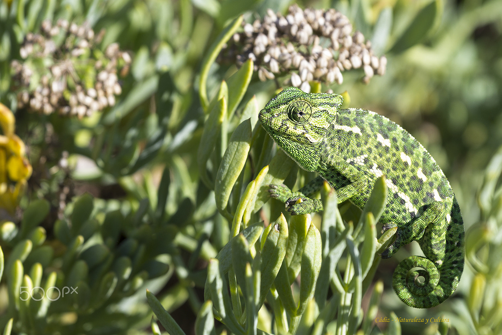 Canon EOS 550D (EOS Rebel T2i / EOS Kiss X4) + Canon EF 70-200mm F4L IS USM sample photo. Al solecito ... photography