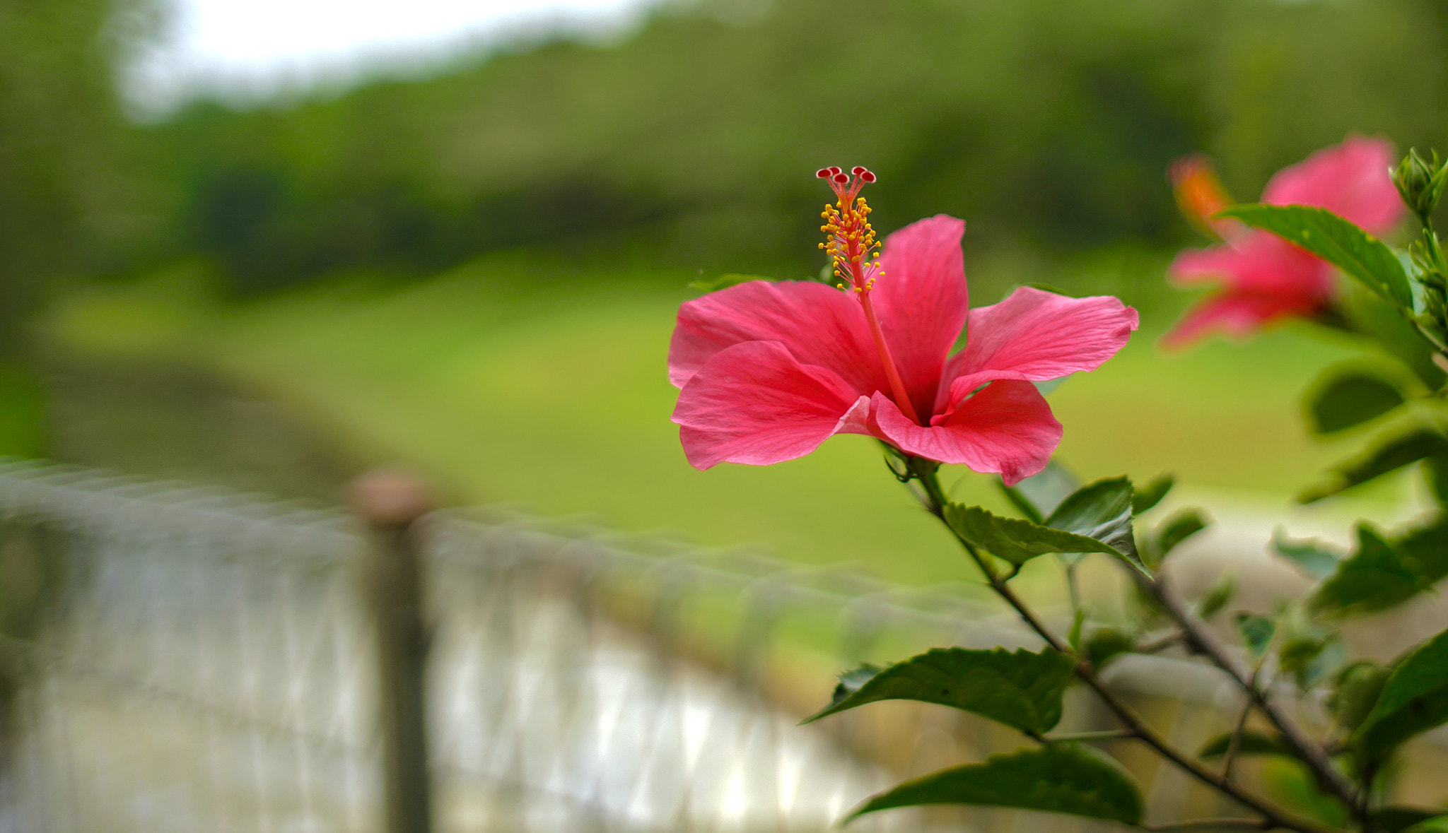 DT 40mm F2.8 SAM sample photo. Hibiscus rose photography