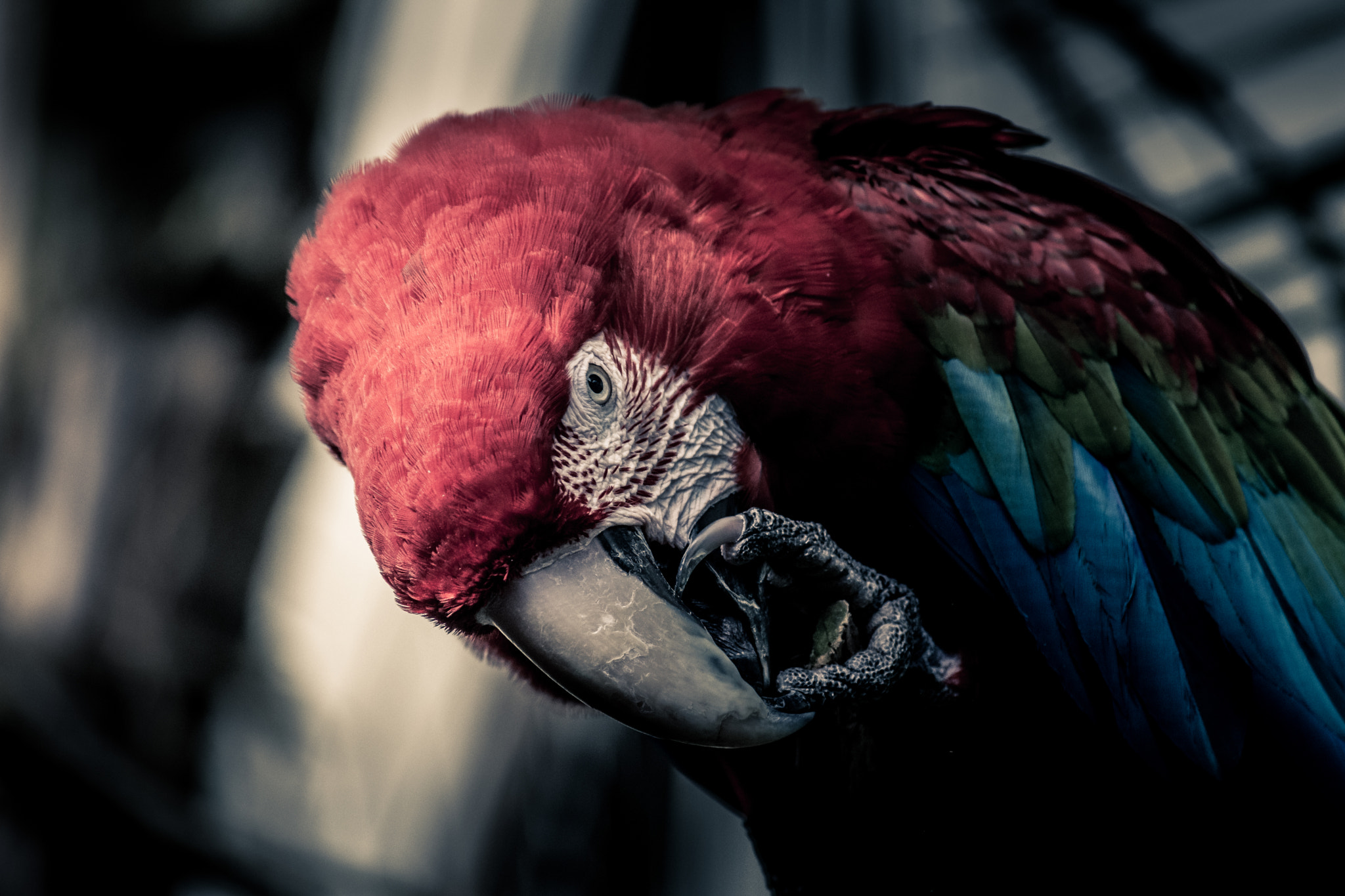 Nikon D7200 sample photo. Macaw! photography