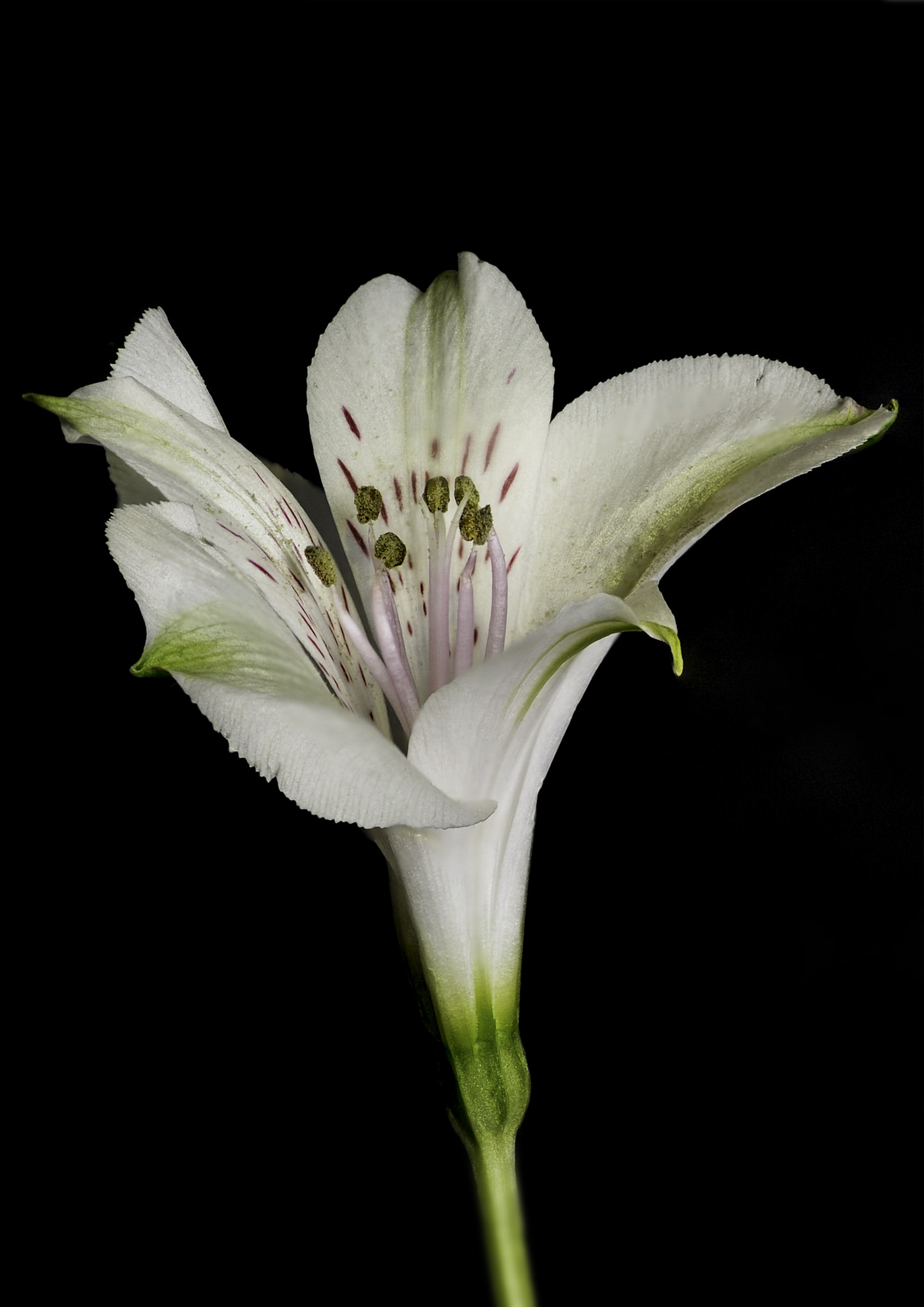 Tokina AT-X Pro 100mm F2.8 Macro sample photo. Flower photography