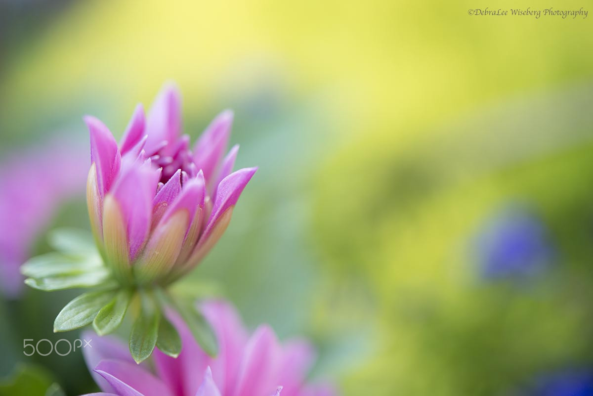 Nikon D800 + Nikon AF-S Micro-Nikkor 60mm F2.8G ED sample photo. Pretty in pink summer series photography