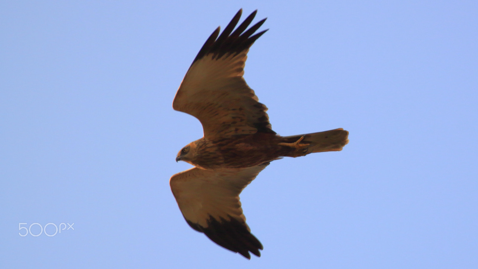 Canon EOS 500D (EOS Rebel T1i / EOS Kiss X3) sample photo. Osprey photography