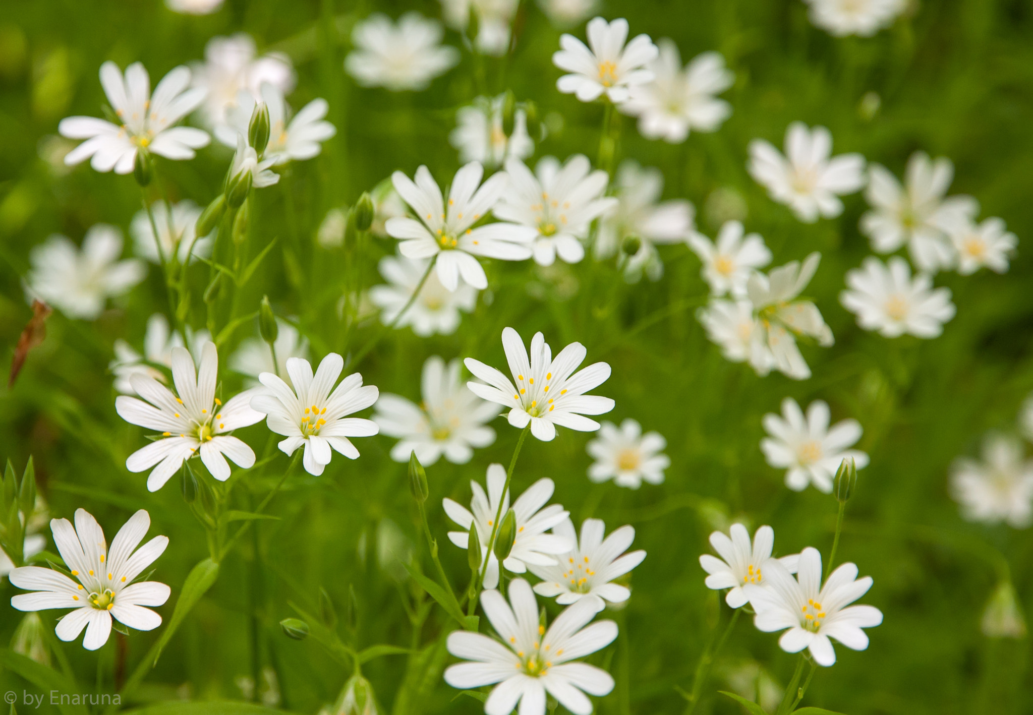 Nikon D300S sample photo. Chickweed photography