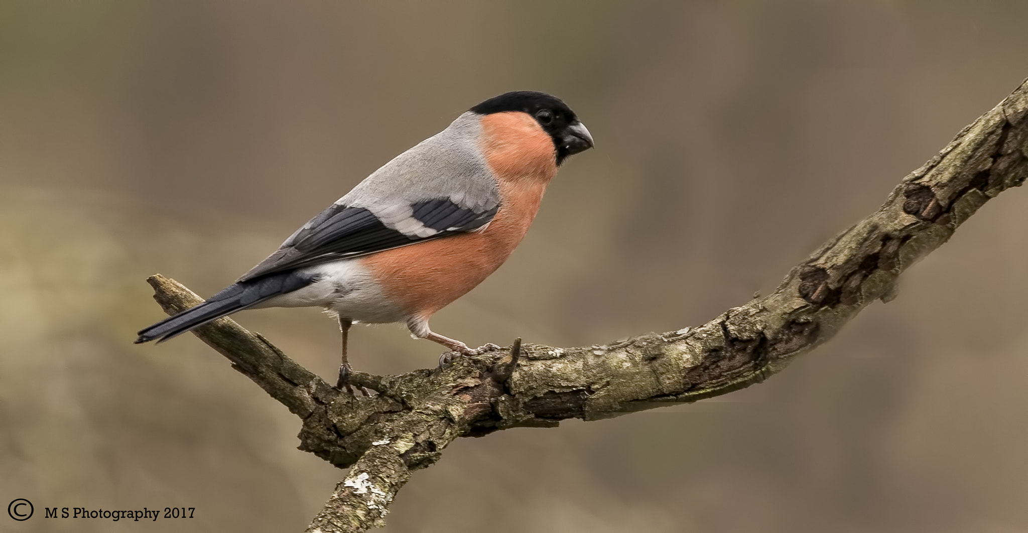 Canon EF 70-300mm F4-5.6L IS USM sample photo. Bullfinch male photography