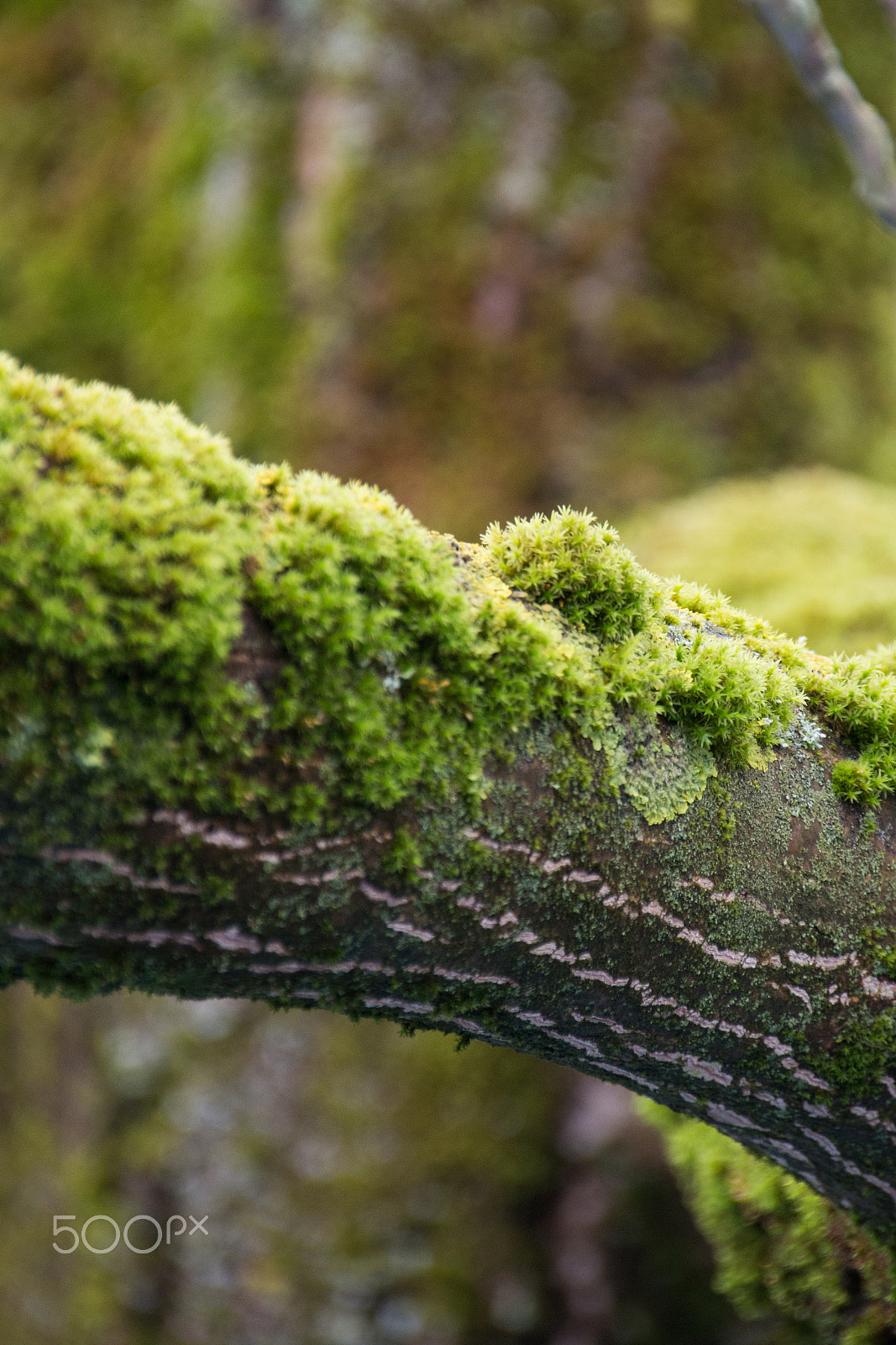 Sigma 18-250mm F3.5-6.3 DC OS HSM sample photo. Green natur photography
