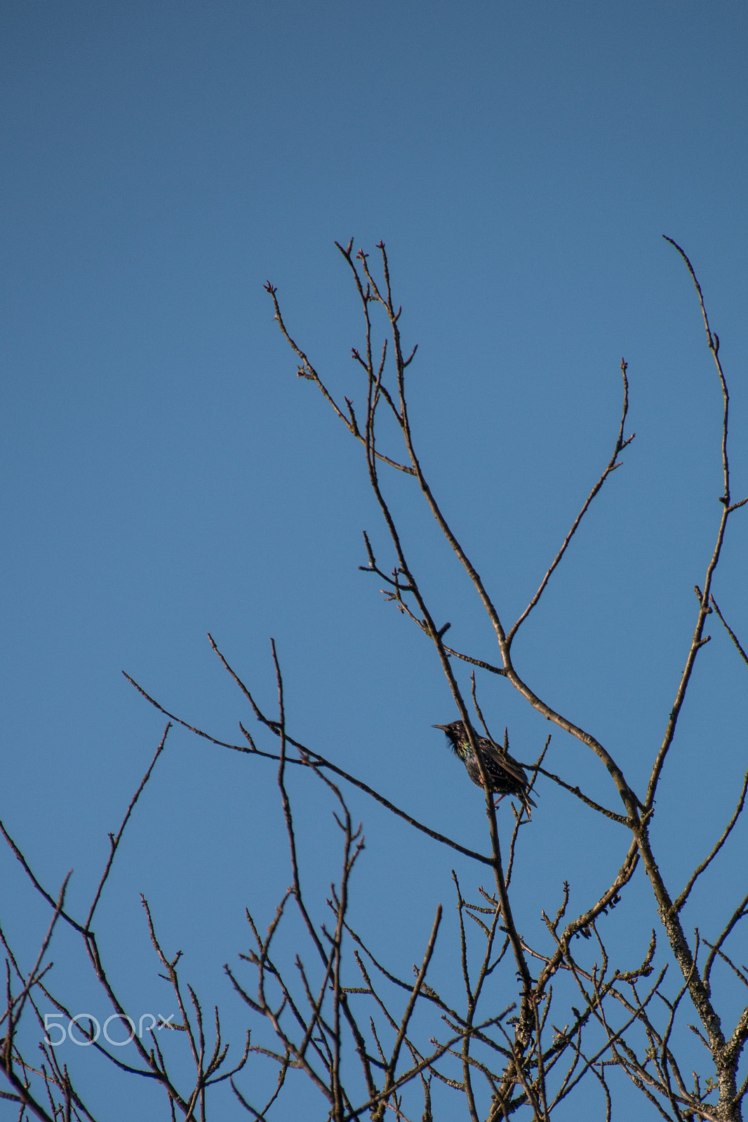 Sigma 18-250mm F3.5-6.3 DC OS HSM sample photo. Bird star photography