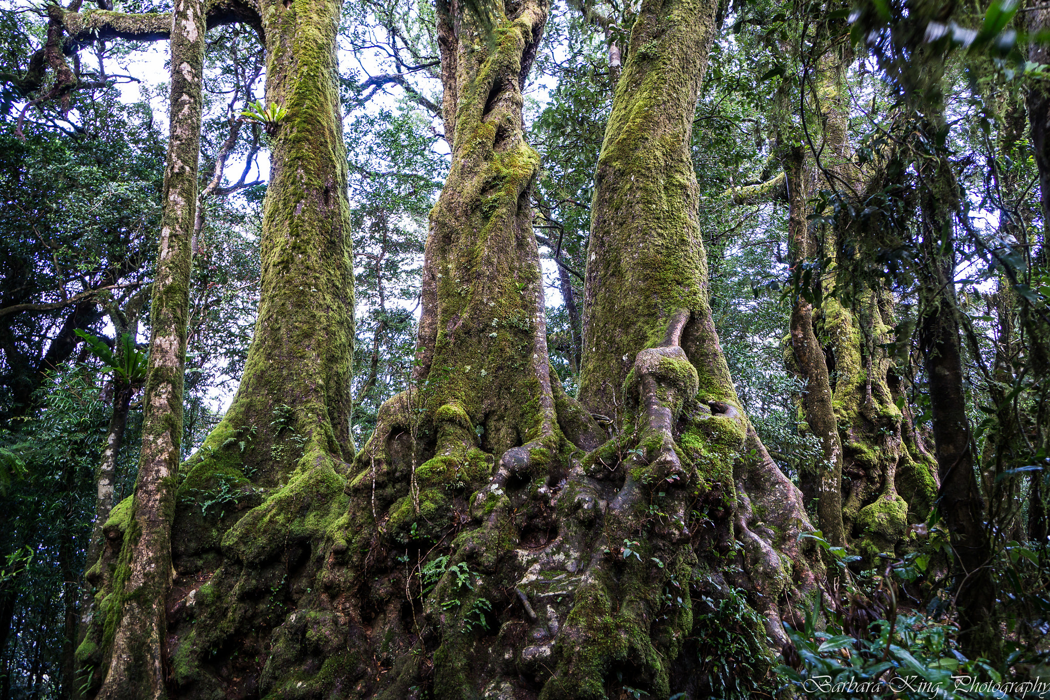 Sony a6000 + Sony E 10-18mm F4 OSS sample photo. Springbrook photography