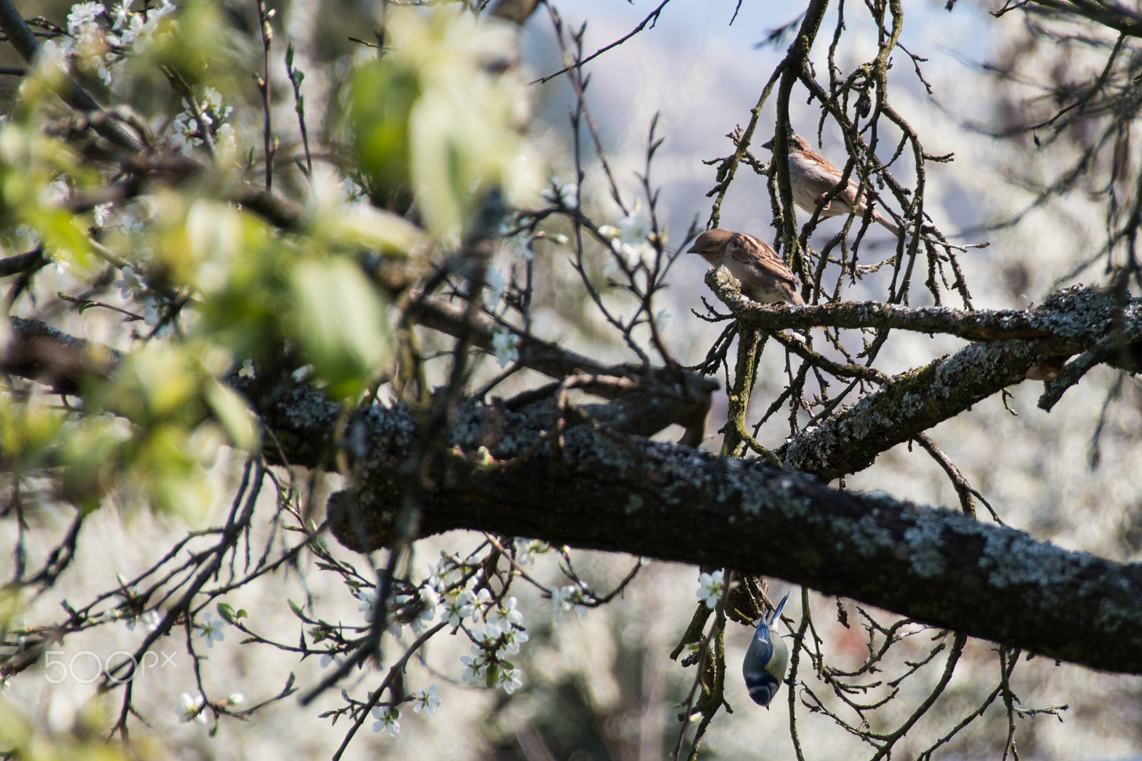 Sigma 18-250mm F3.5-6.3 DC OS HSM sample photo. Birds in tree photography