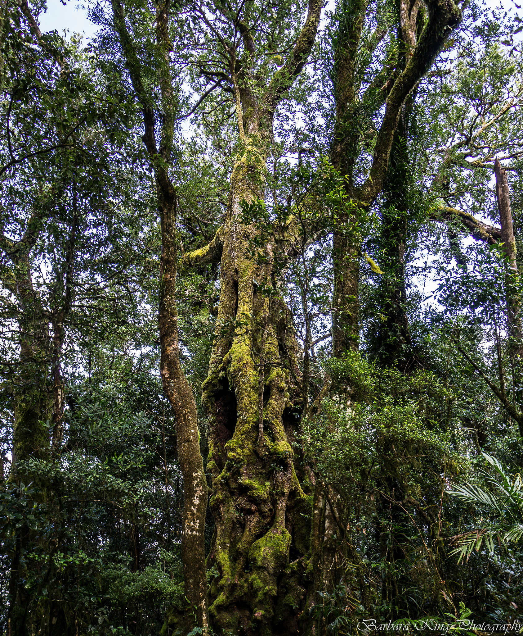 Sony a6000 + Sony E 10-18mm F4 OSS sample photo. Springbrook photography
