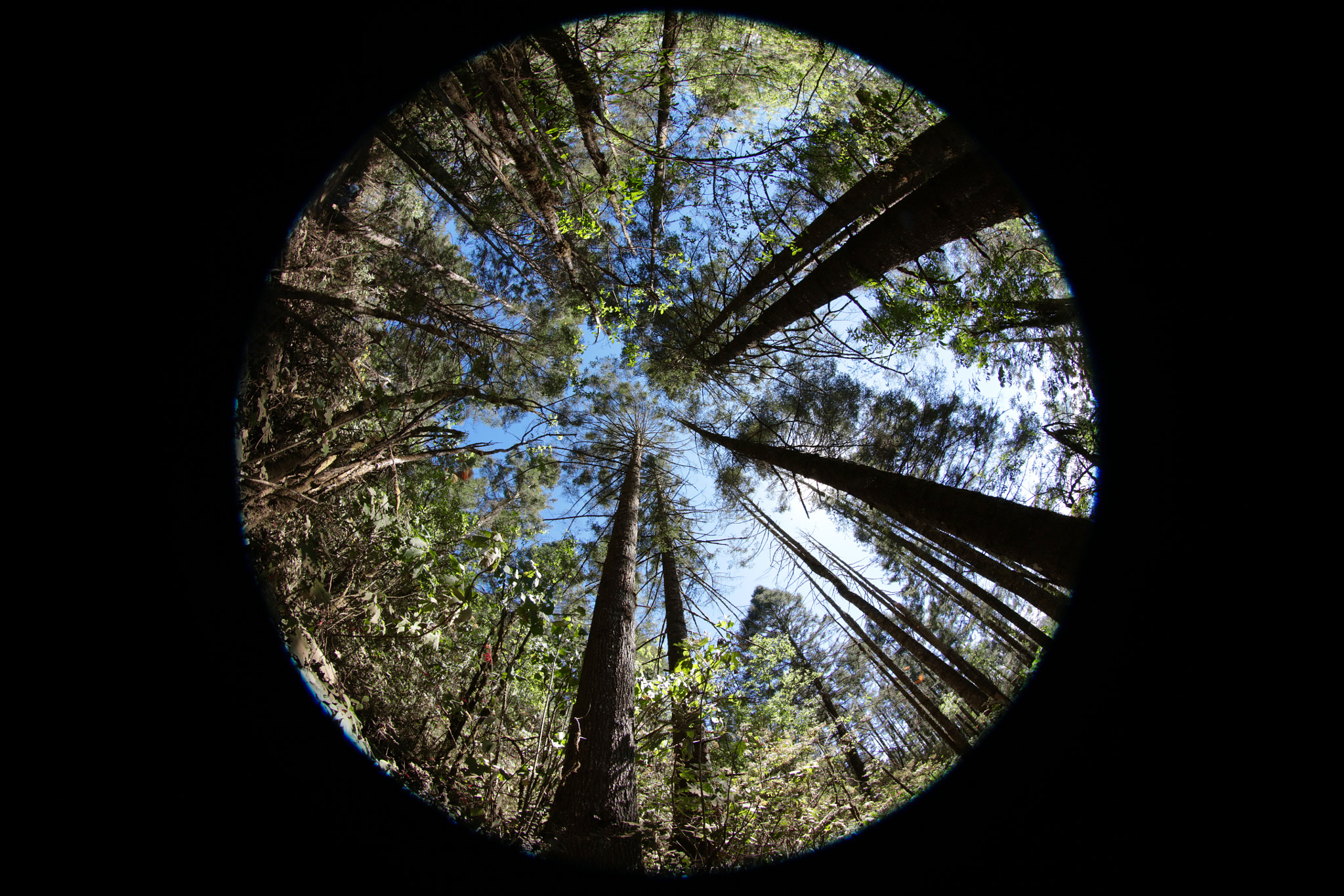 Canon EF 8-15mm F4L Fisheye USM sample photo. Surrounding. photography