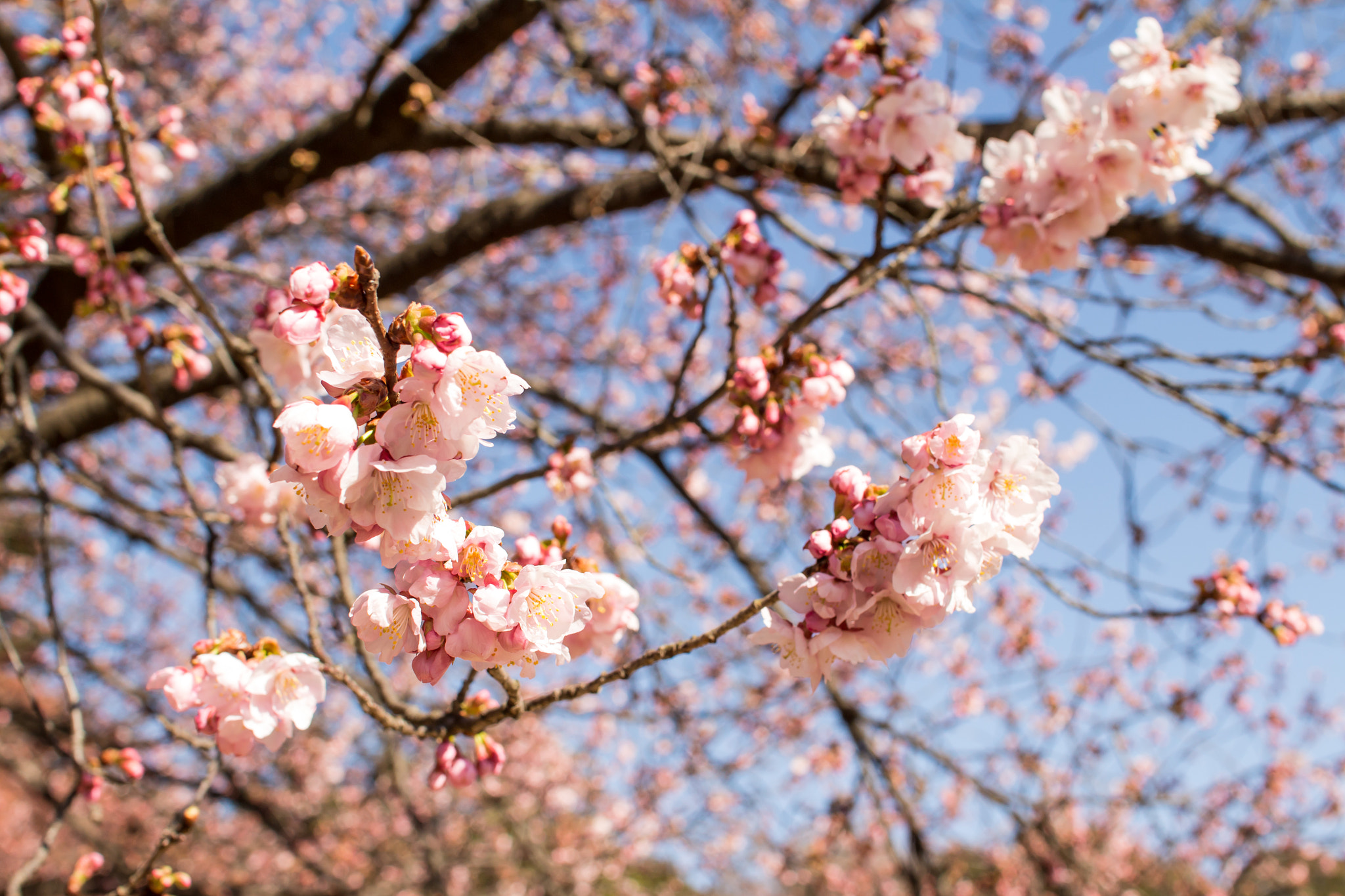Sigma 30mm F1.4 EX DC HSM sample photo. Sakura photography