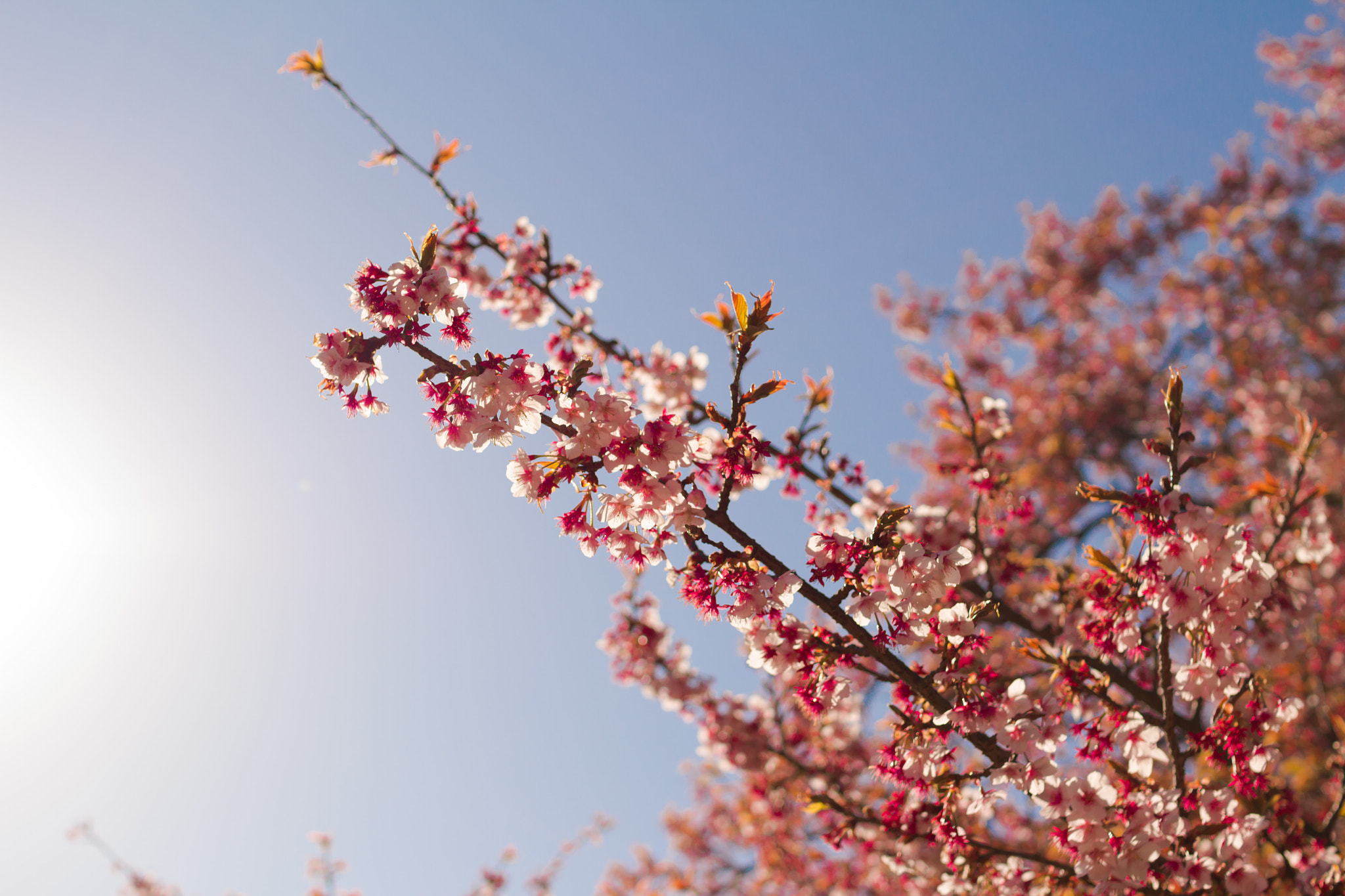 Sigma 30mm F1.4 EX DC HSM sample photo. Sakura photography