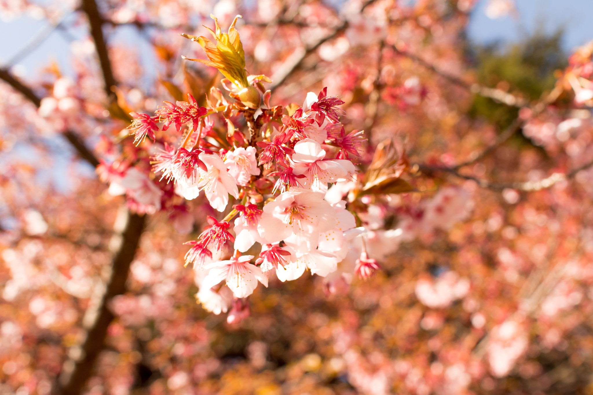 Sigma 30mm F1.4 EX DC HSM sample photo. Sakura photography