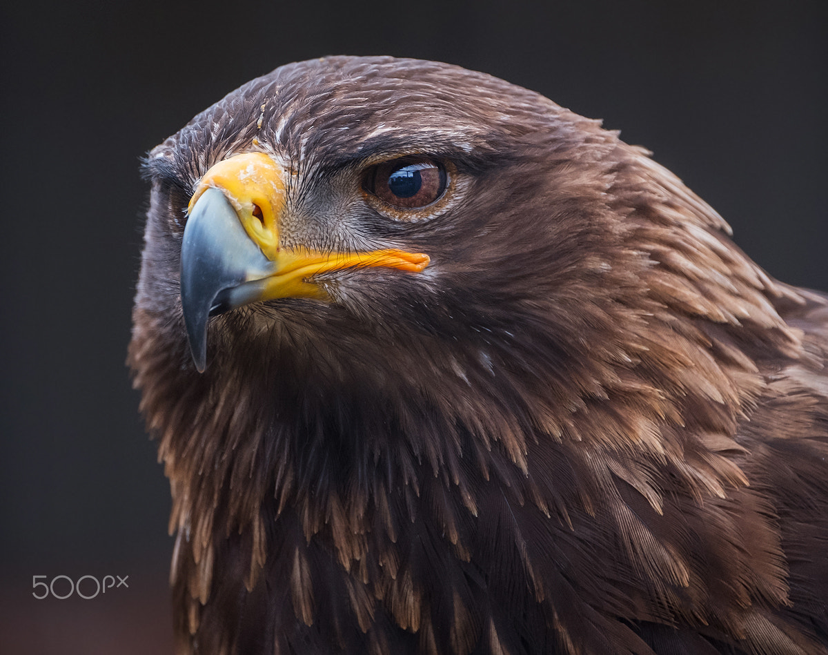 Fujifilm XF 100-400mm F4.5-5.6 R LM OIS WR sample photo. Eagle photography