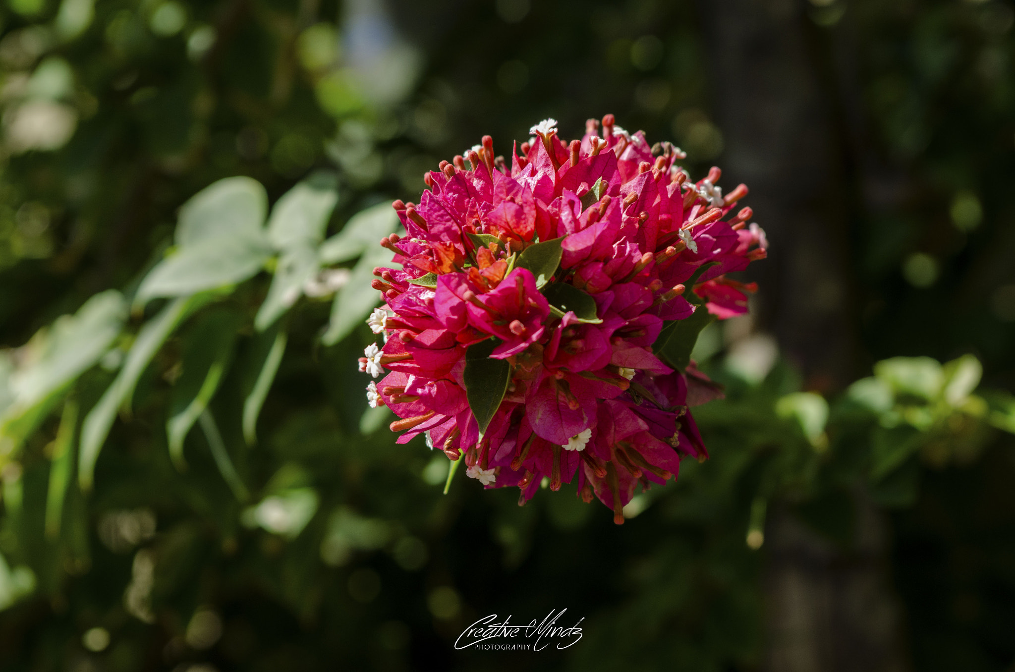 Nikon AF-S Nikkor 28-70mm F2.8 ED-IF sample photo
