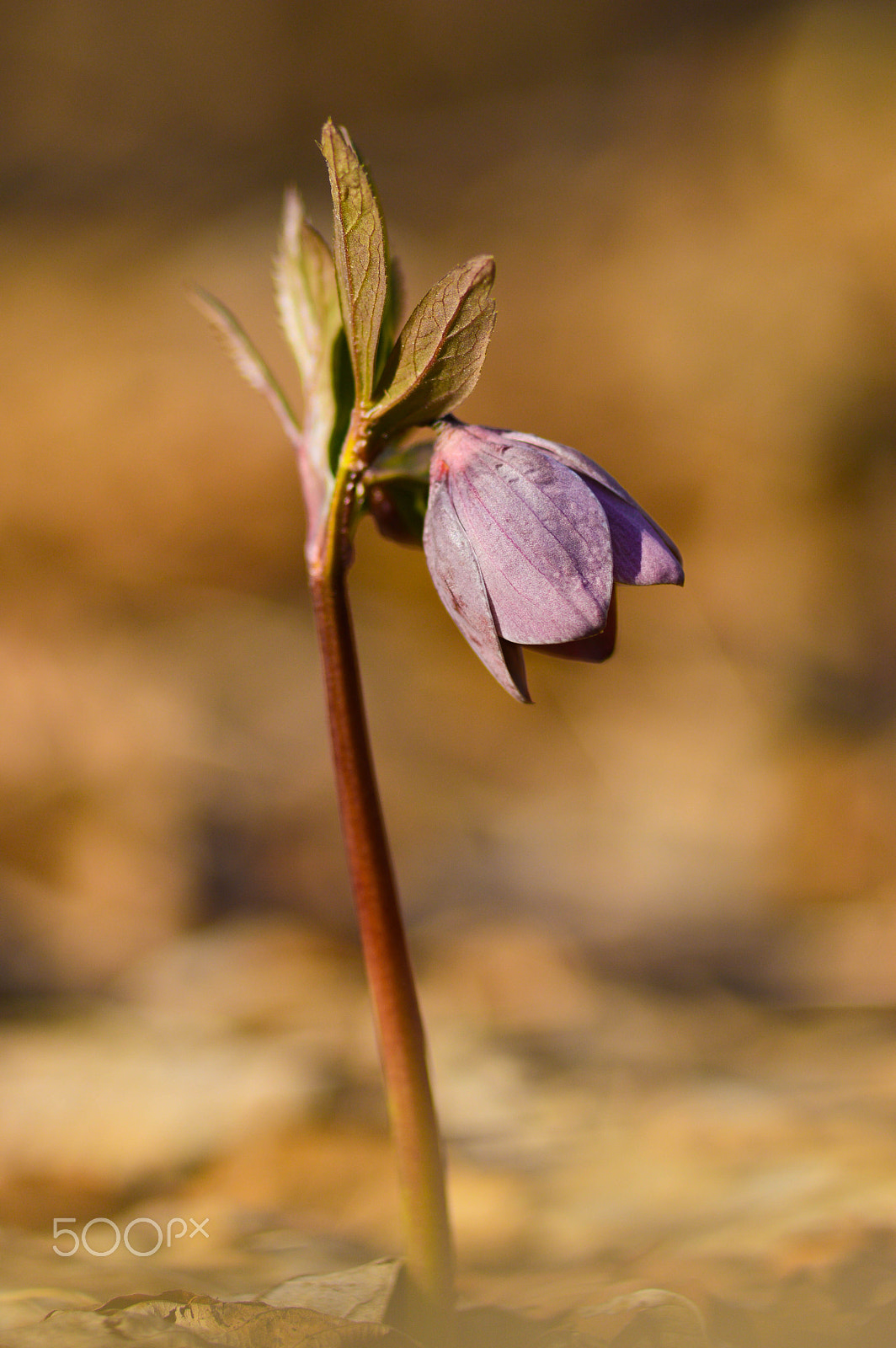 Nikon D3200 + Sigma 105mm F2.8 EX DG Macro sample photo. Helleborus purpurascens photography