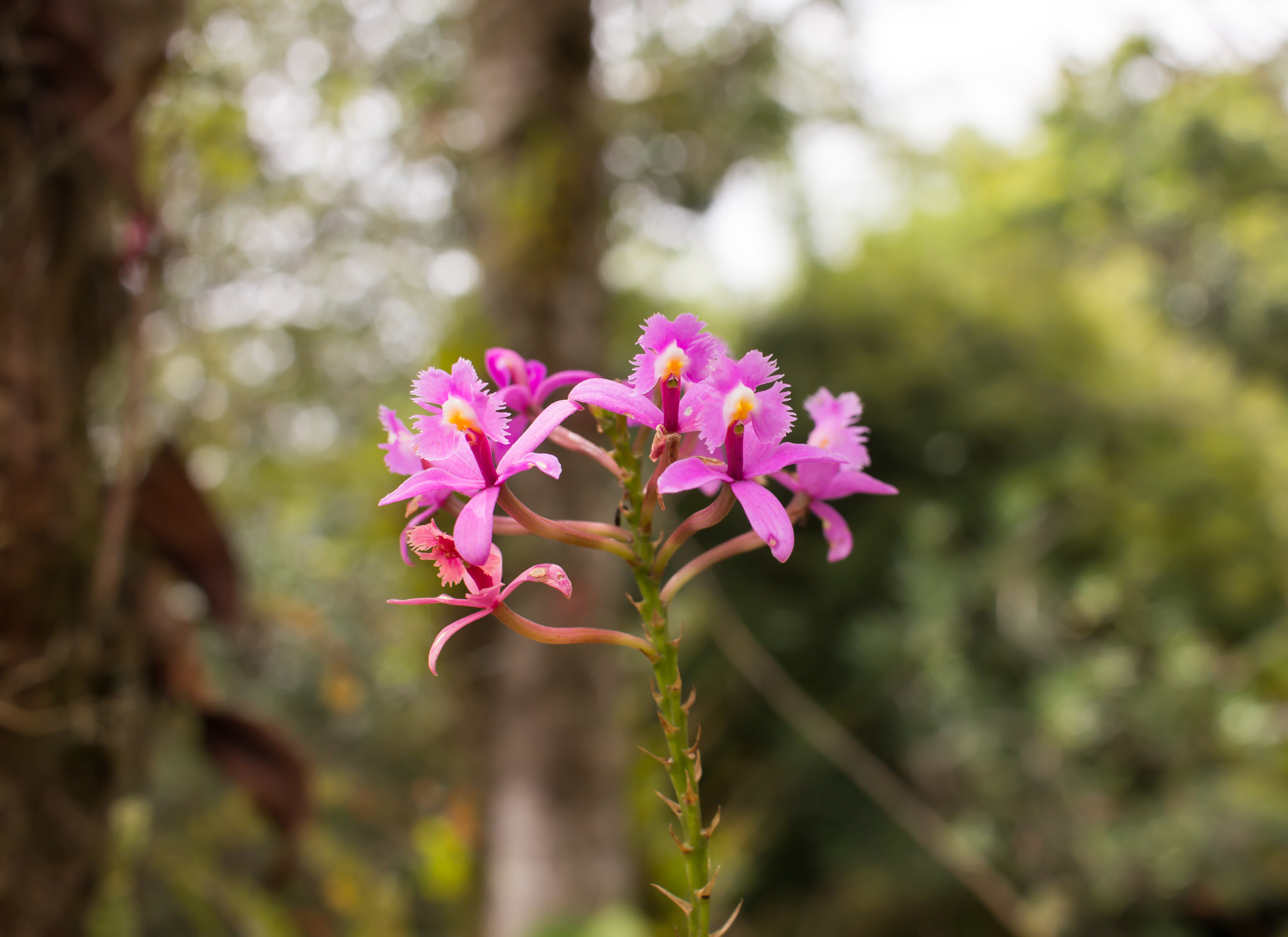 Canon EF-S 24mm F2.8 STM sample photo. Pink flowers photography