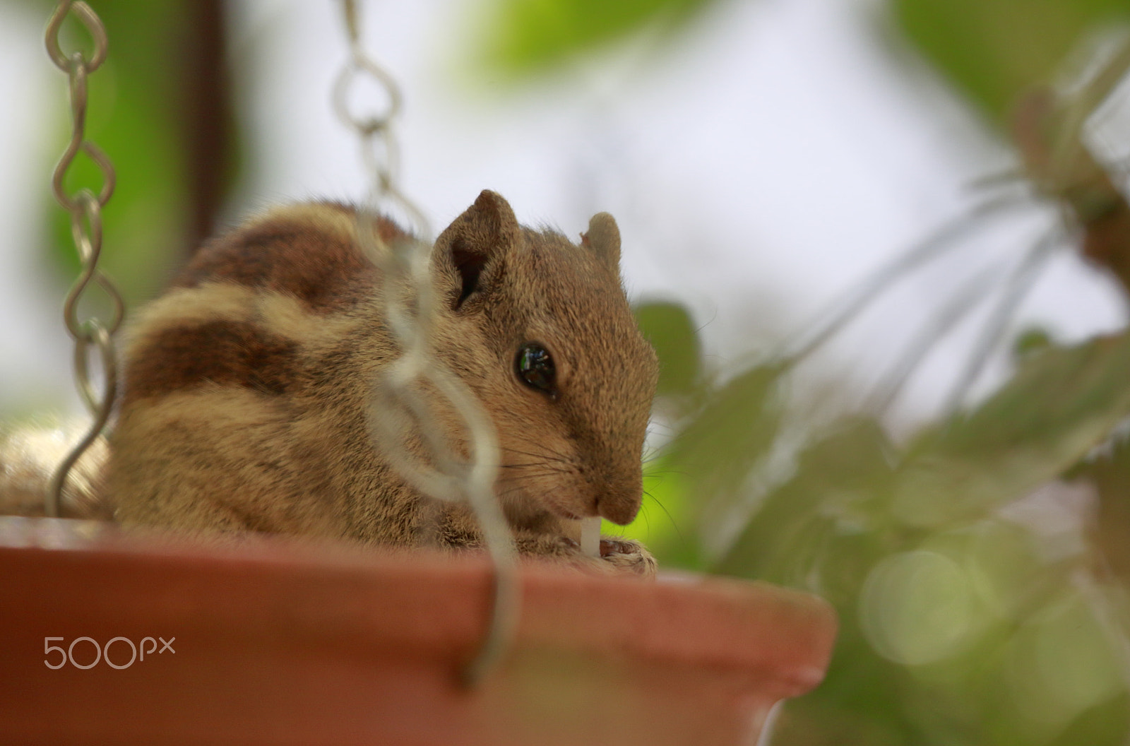 Canon EOS 500D (EOS Rebel T1i / EOS Kiss X3) sample photo. The squirrel photography