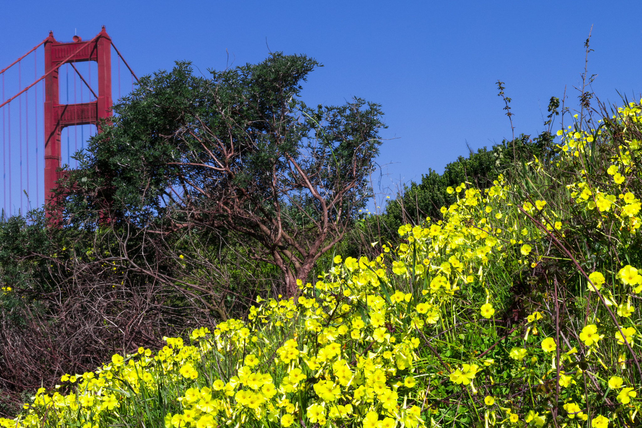 Canon EF 50mm F1.8 II sample photo. California gold photography