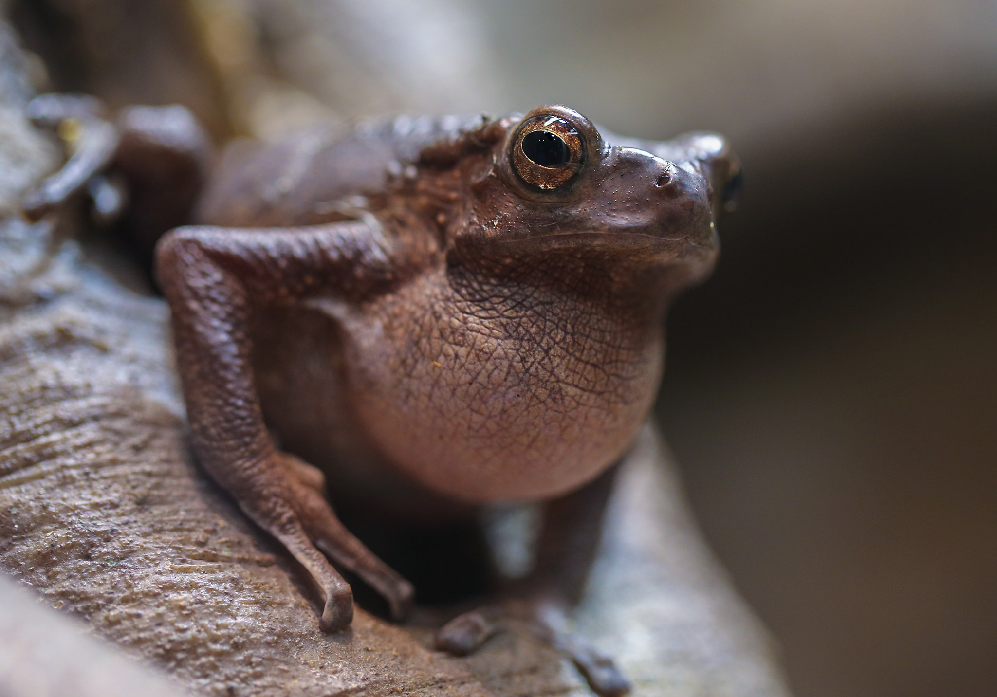 Canon EF 100mm F2.8L Macro IS USM sample photo. Rrrrribbit photography