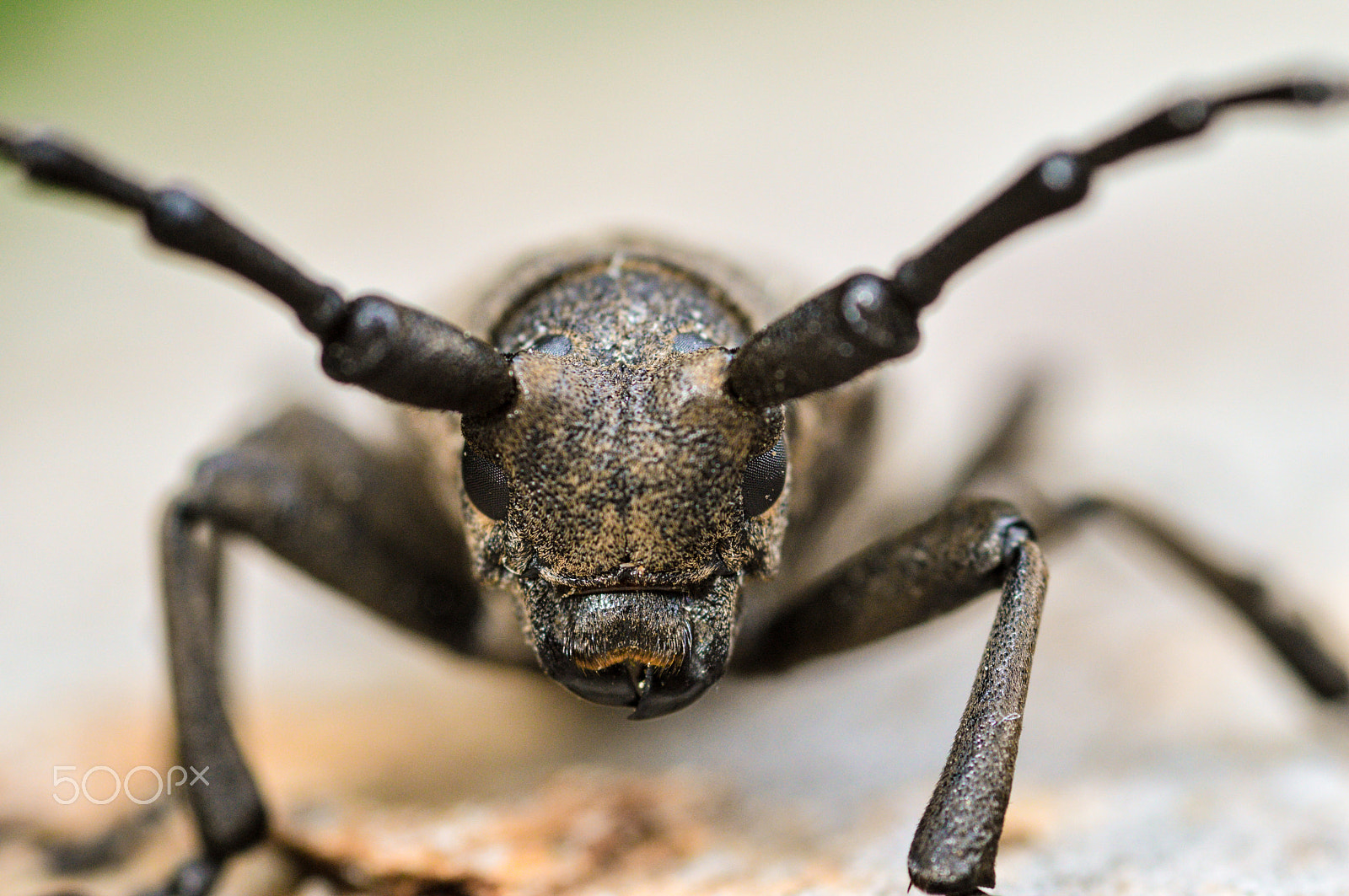Sigma 105mm F2.8 EX DG Macro sample photo. Lamia textor photography