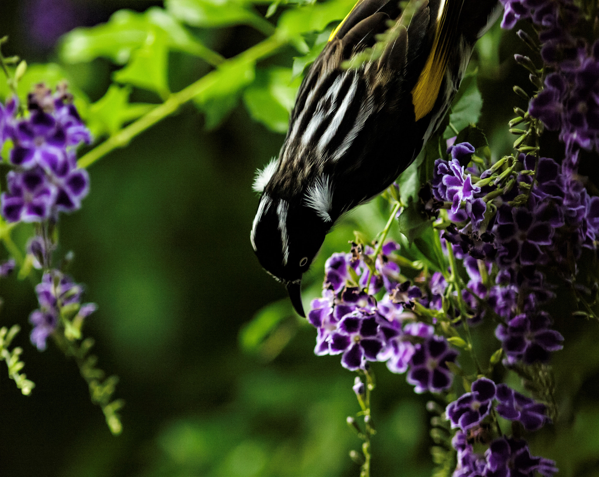 Canon EOS 7D Mark II + Canon EF 300mm F4L IS USM sample photo. New holland honeyeater photography