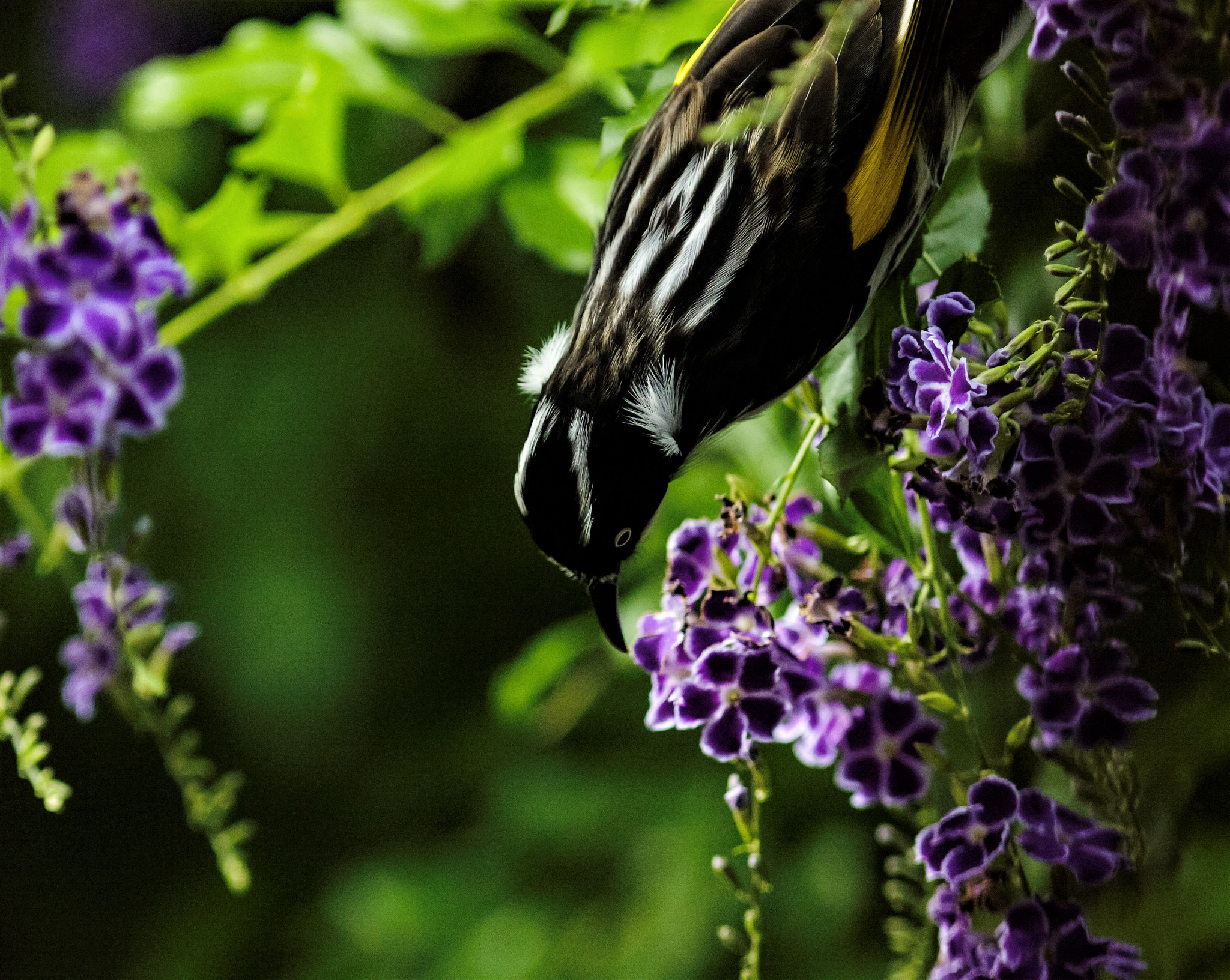 Canon EF 300mm F4L IS USM sample photo. New holland honeyeater photography