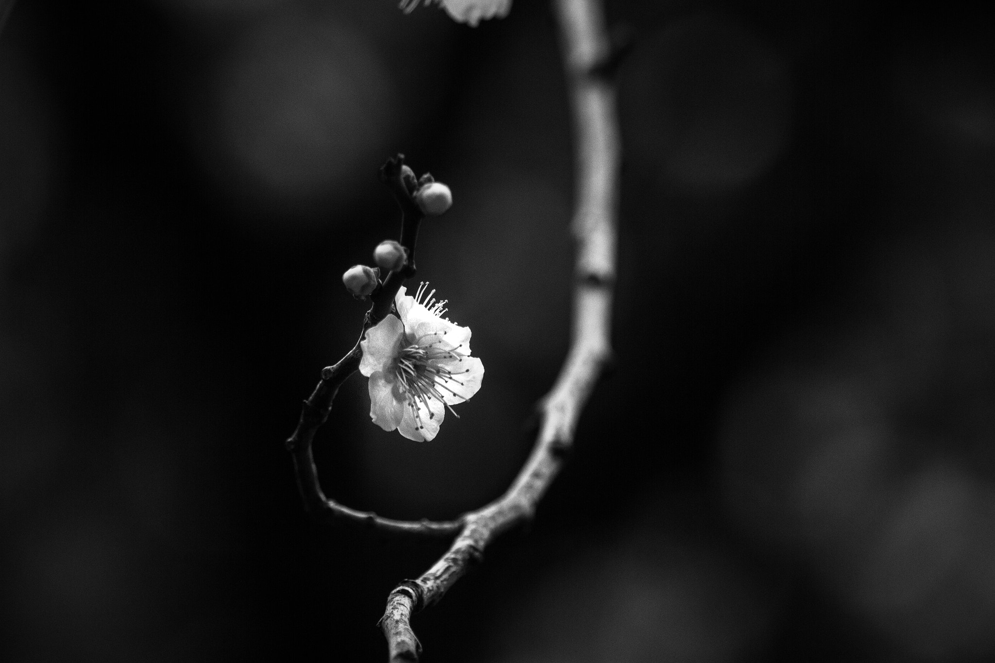 Canon EOS 7D sample photo. A plum flower in bloom photography