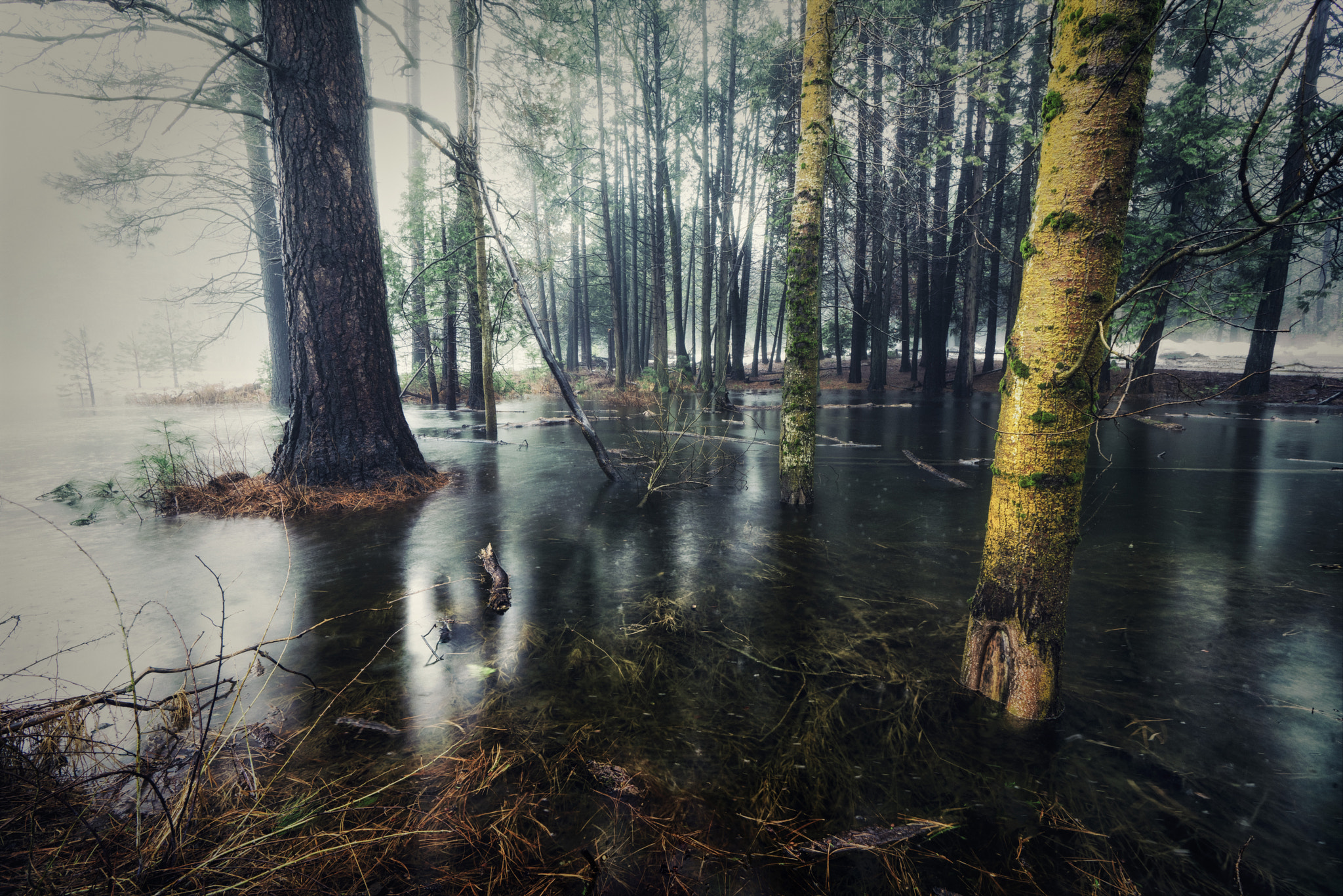 Sony a99 II + Sony Vario-Sonnar T* 16-35mm F2.8 ZA SSM sample photo. Flooded forest photography
