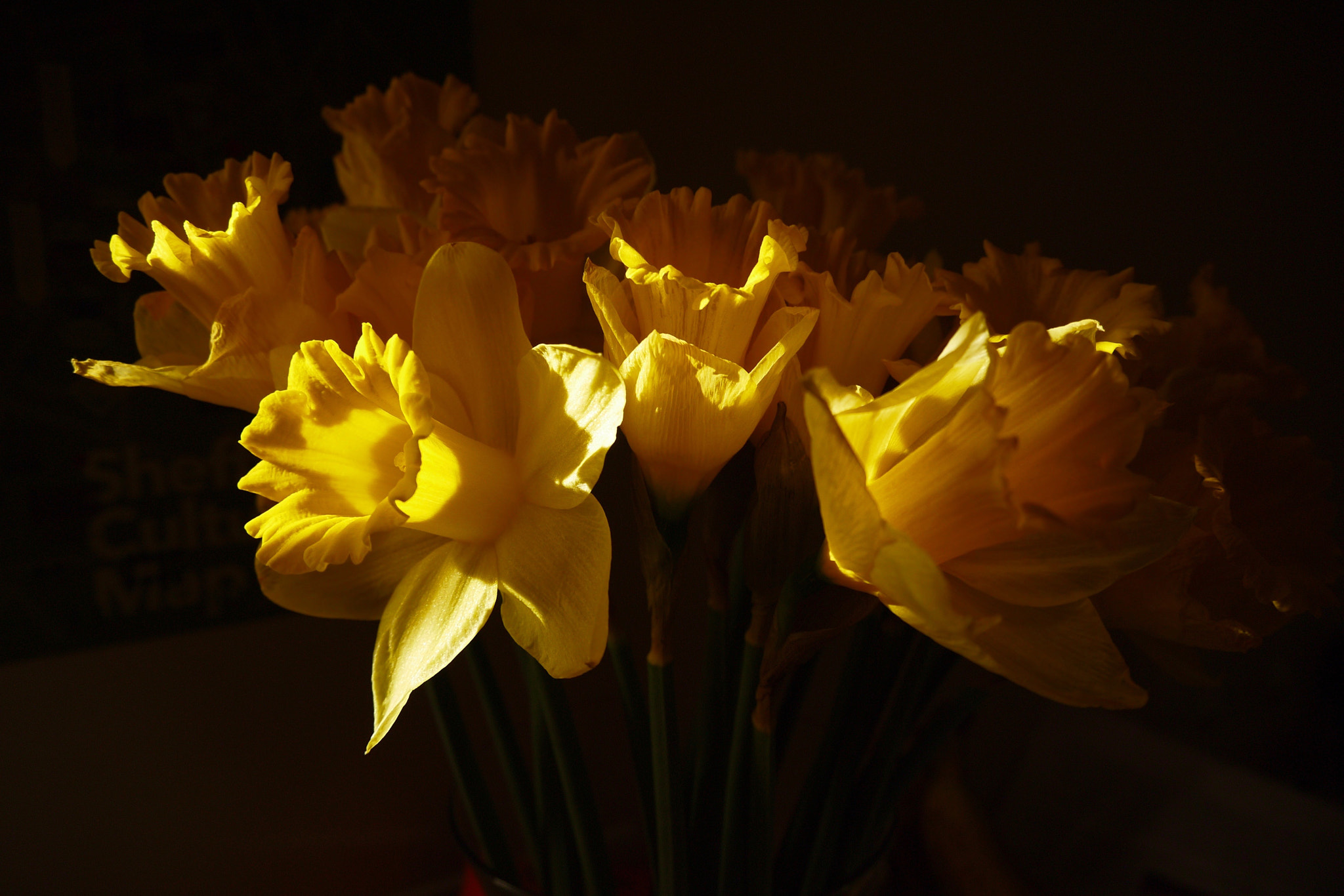 LUMIX G VARIO PZ 14-42/F3.5-5.6 sample photo. Catch the sun photography