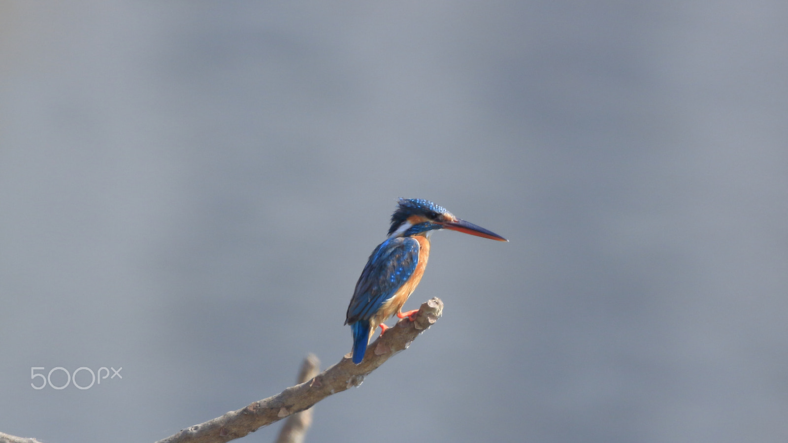 Canon EOS 500D (EOS Rebel T1i / EOS Kiss X3) sample photo. Common kingfisher photography
