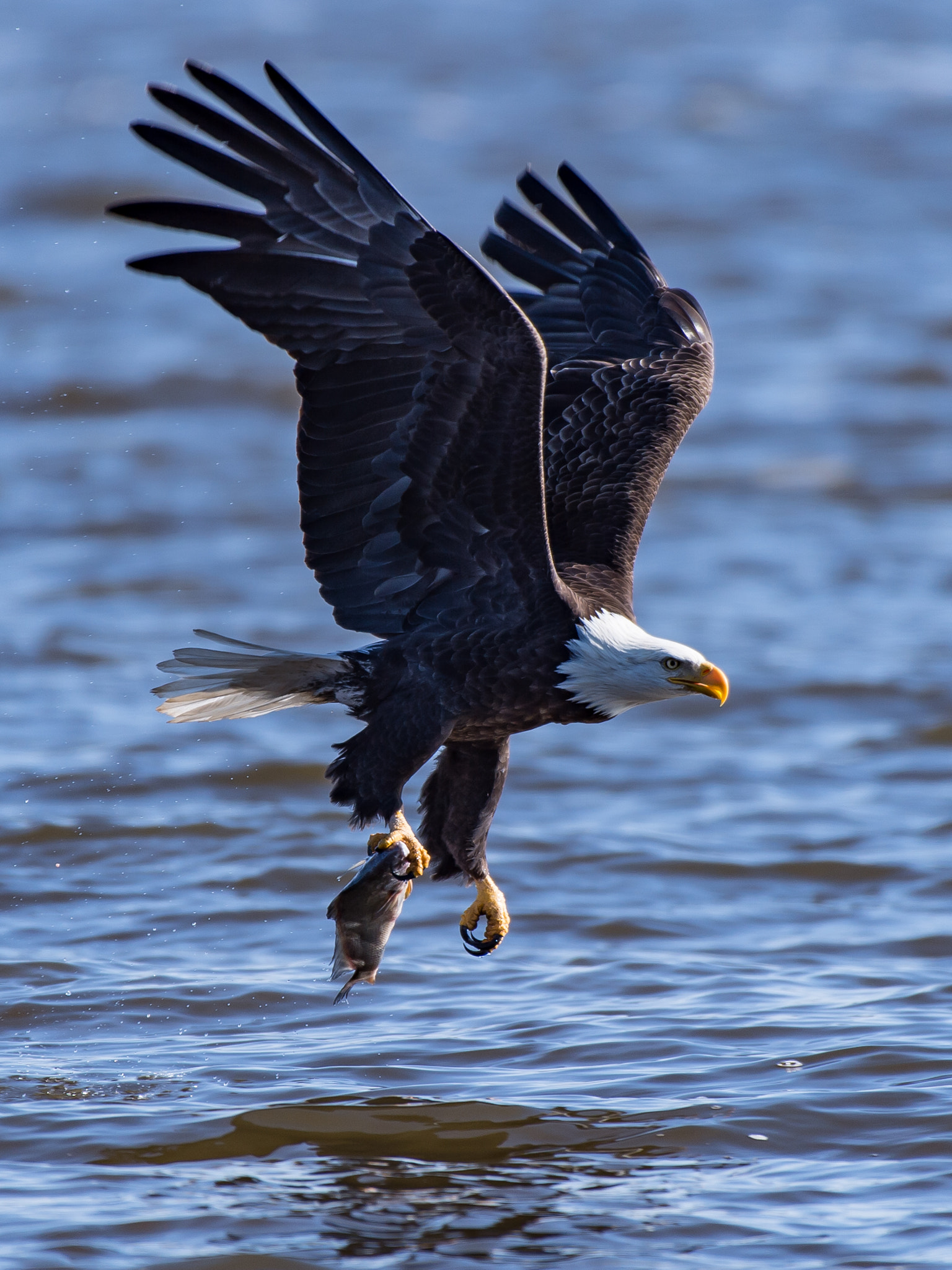 Nikon AF-S Nikkor 200-500mm F5.6E ED VR sample photo. Bald eagle fishing photography