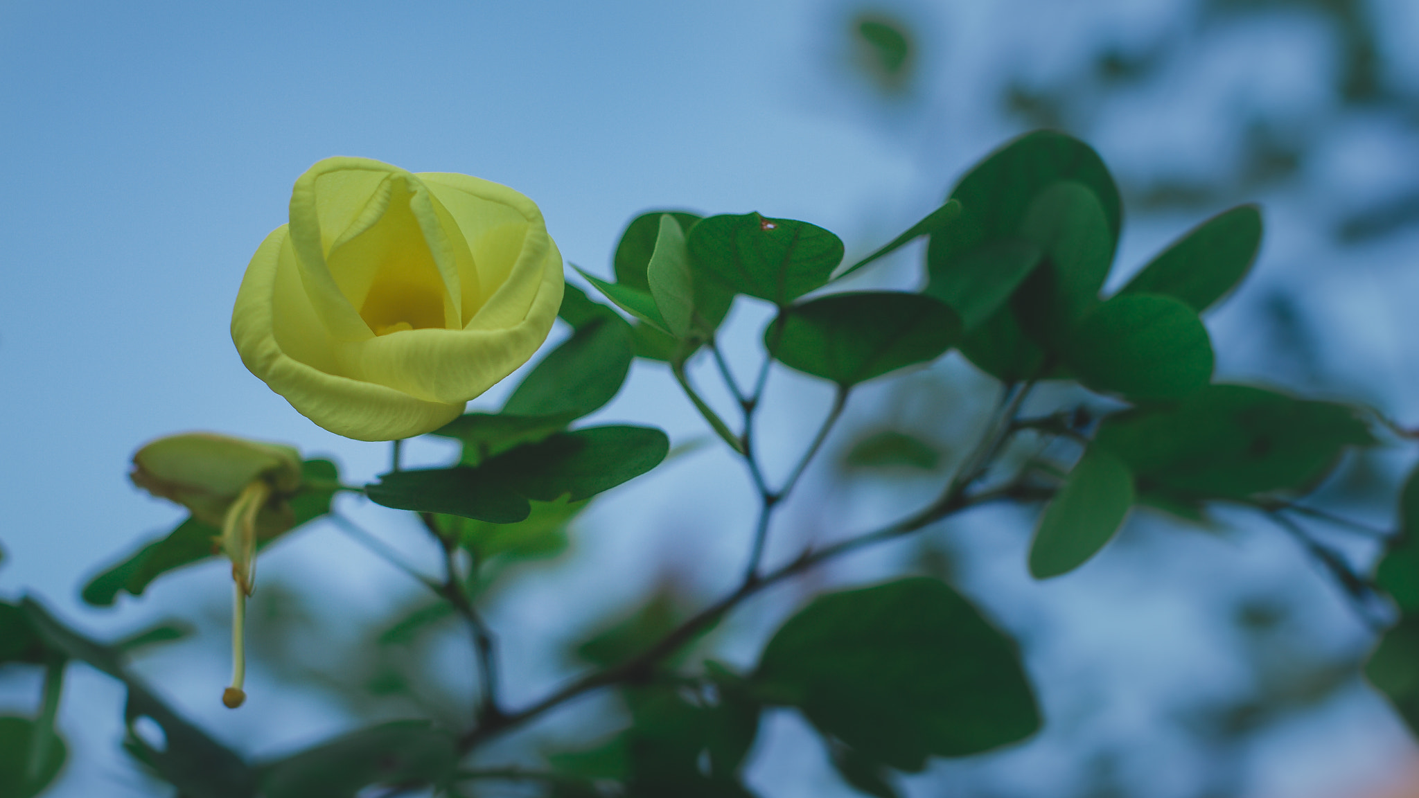 Canon EOS 550D (EOS Rebel T2i / EOS Kiss X4) + Canon EF 50mm F1.4 USM sample photo. Yellow bell orchid tree photography
