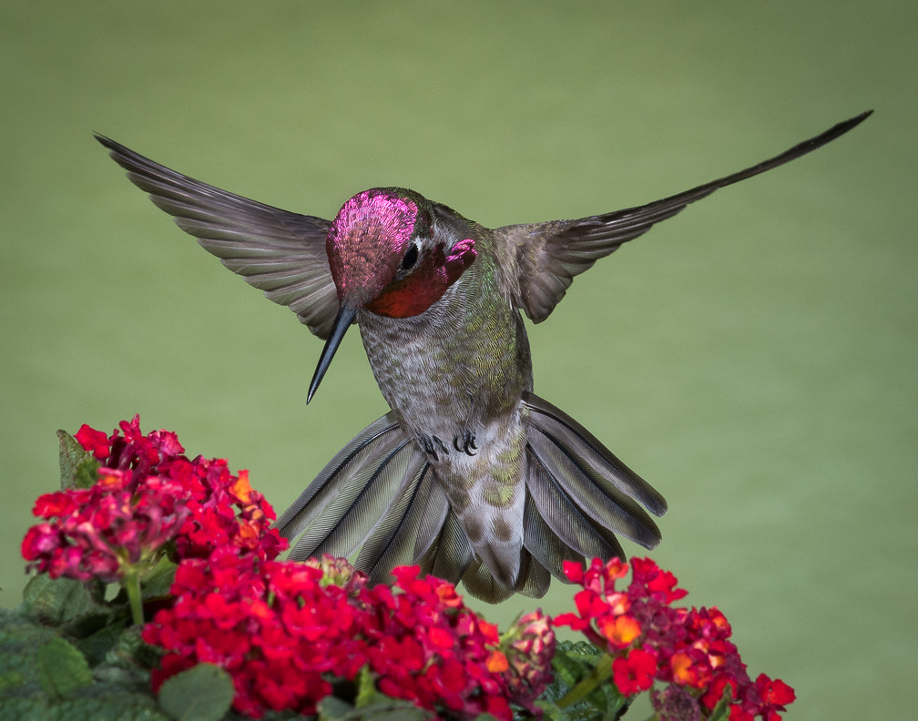 Nikon D500 sample photo. Anna's hummingbird photography