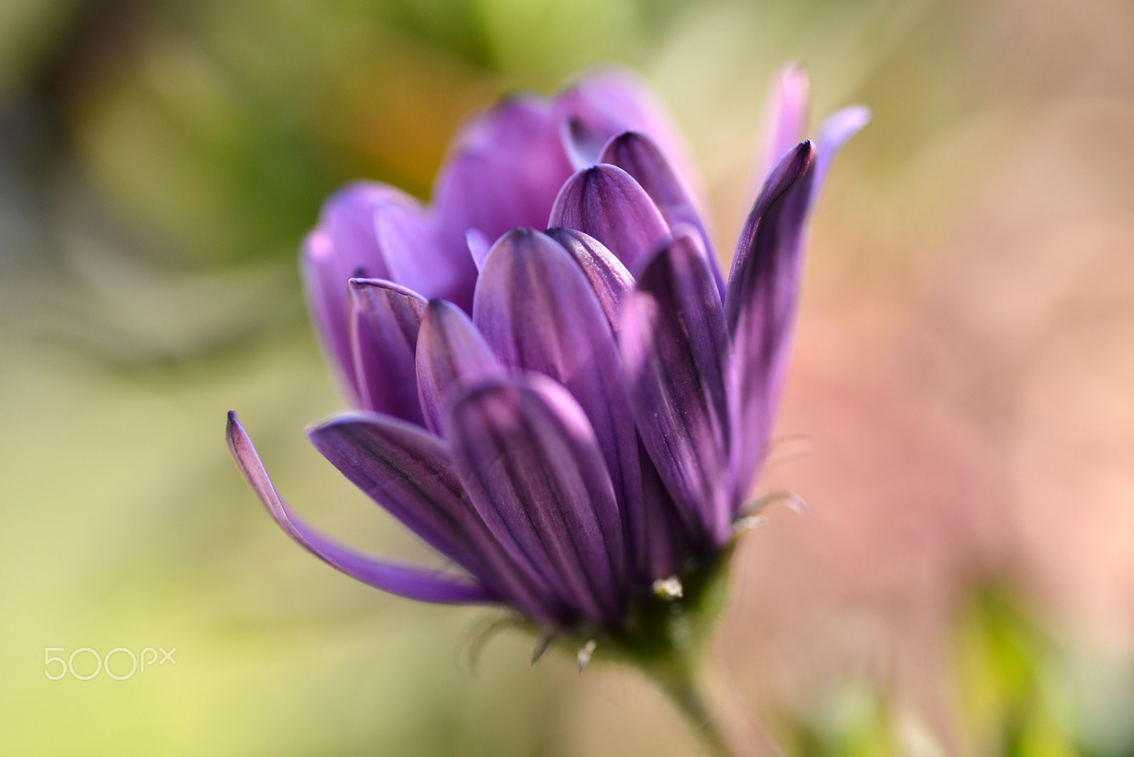 Nikon D600 + Tamron SP 90mm F2.8 Di VC USD 1:1 Macro sample photo. Purple flower petals photography