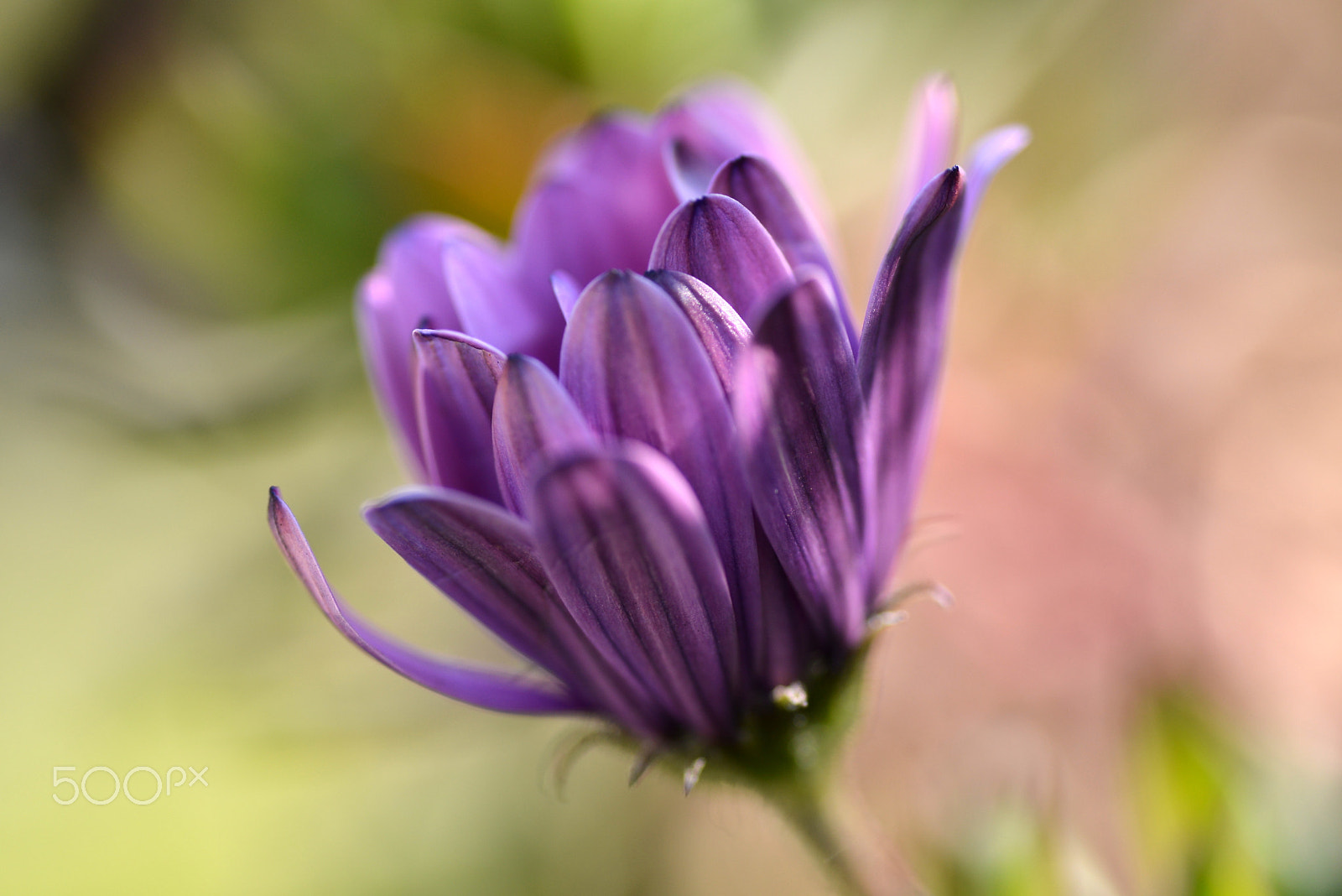 Nikon D600 sample photo. Purple flower petals photography