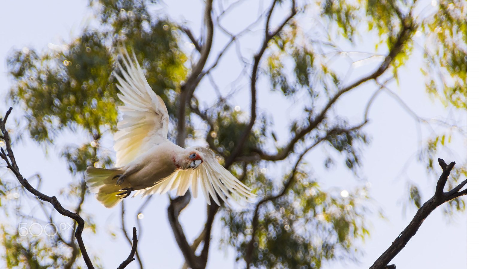 Sigma 18-250mm F3.5-6.3 DC OS HSM sample photo. Australian corella photography