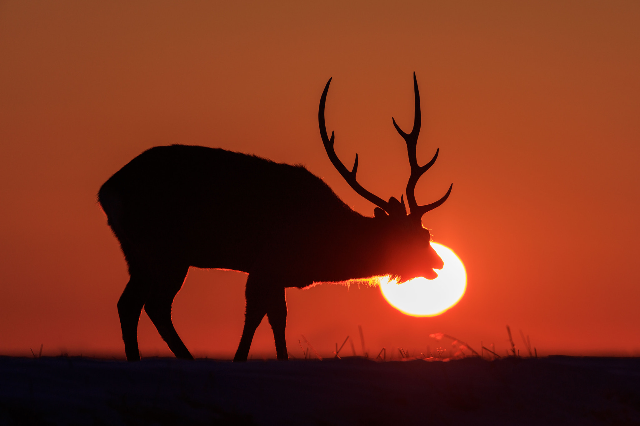 Canon EF 200-400mm F4L IS USM Extender 1.4x sample photo. "golden calf" photography