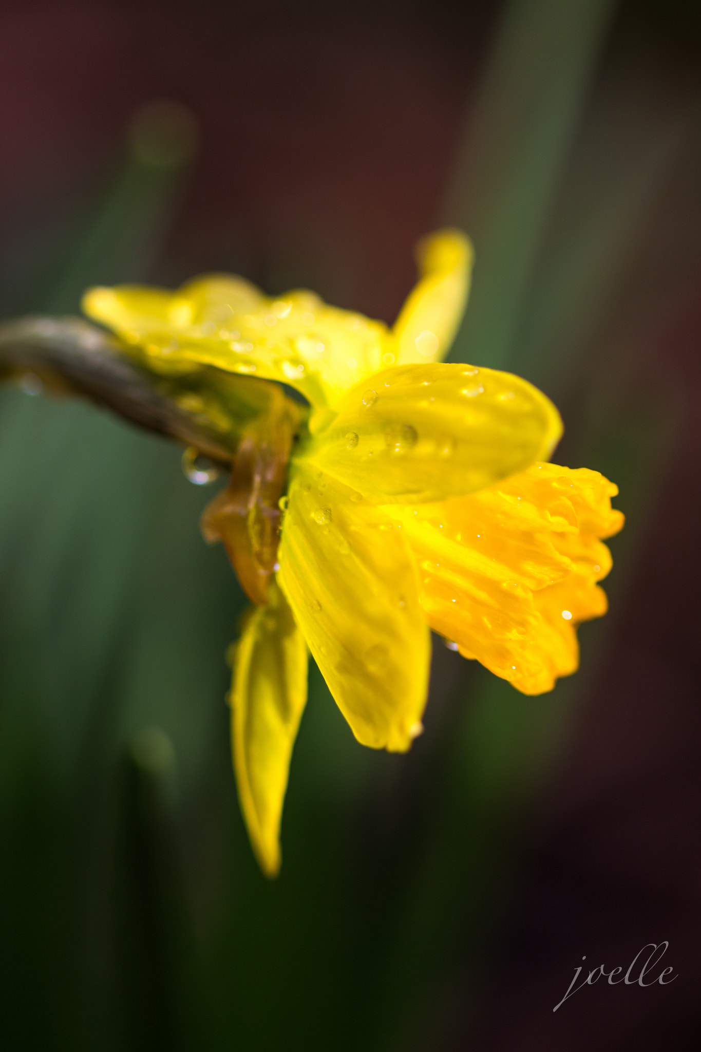 Canon EF 100mm F2.8 Macro USM sample photo. Early minature daffodil photography