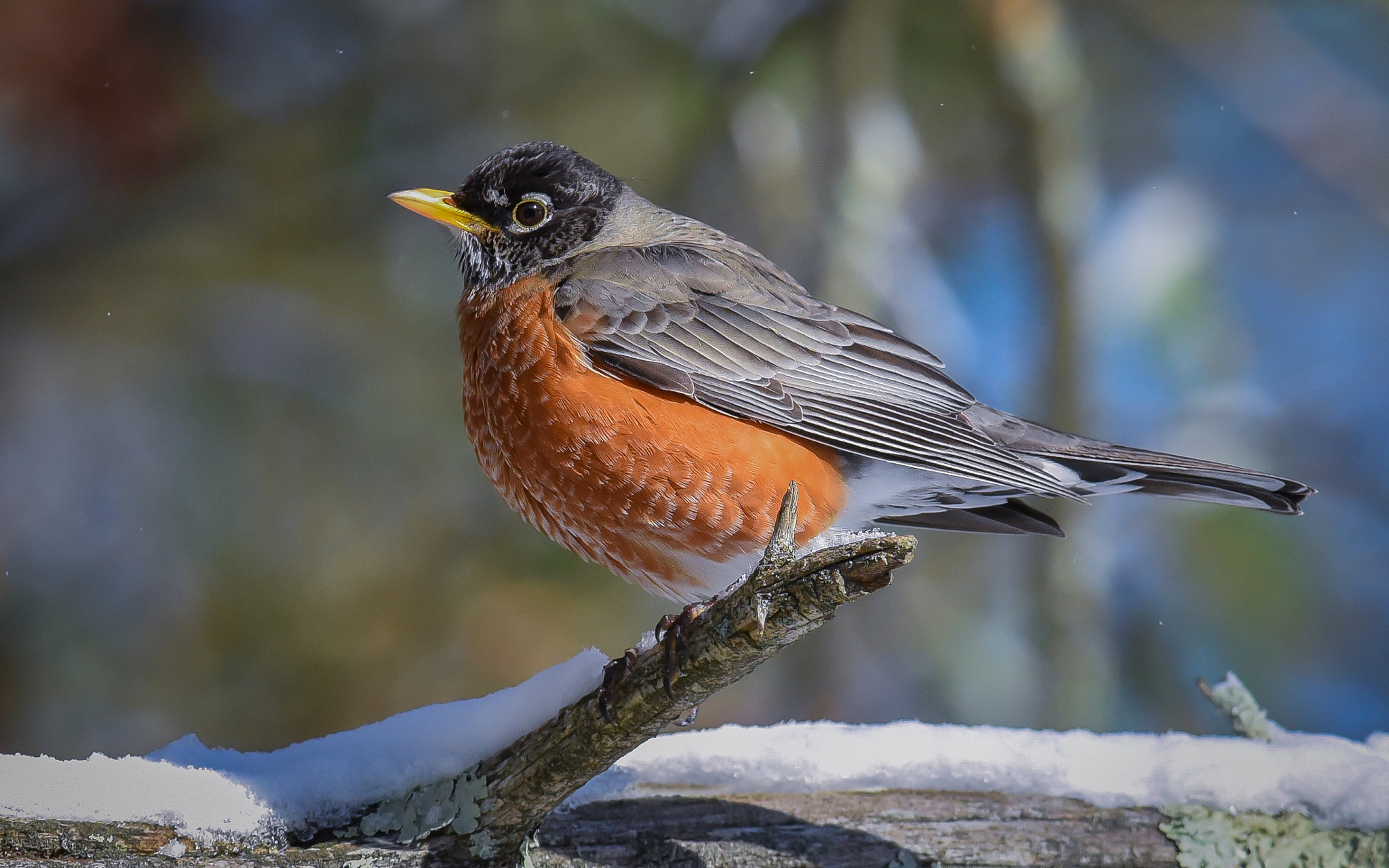 Nikon D750 + Nikon AF-S Nikkor 300mm F2.8G ED-IF VR sample photo. American robin photography