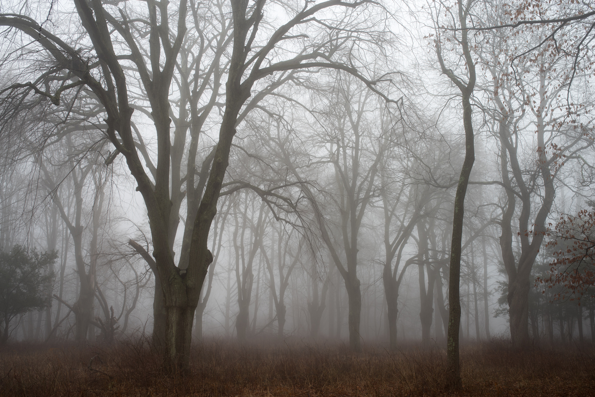 Pentax K-1 sample photo. Foggy morning in the forest photography