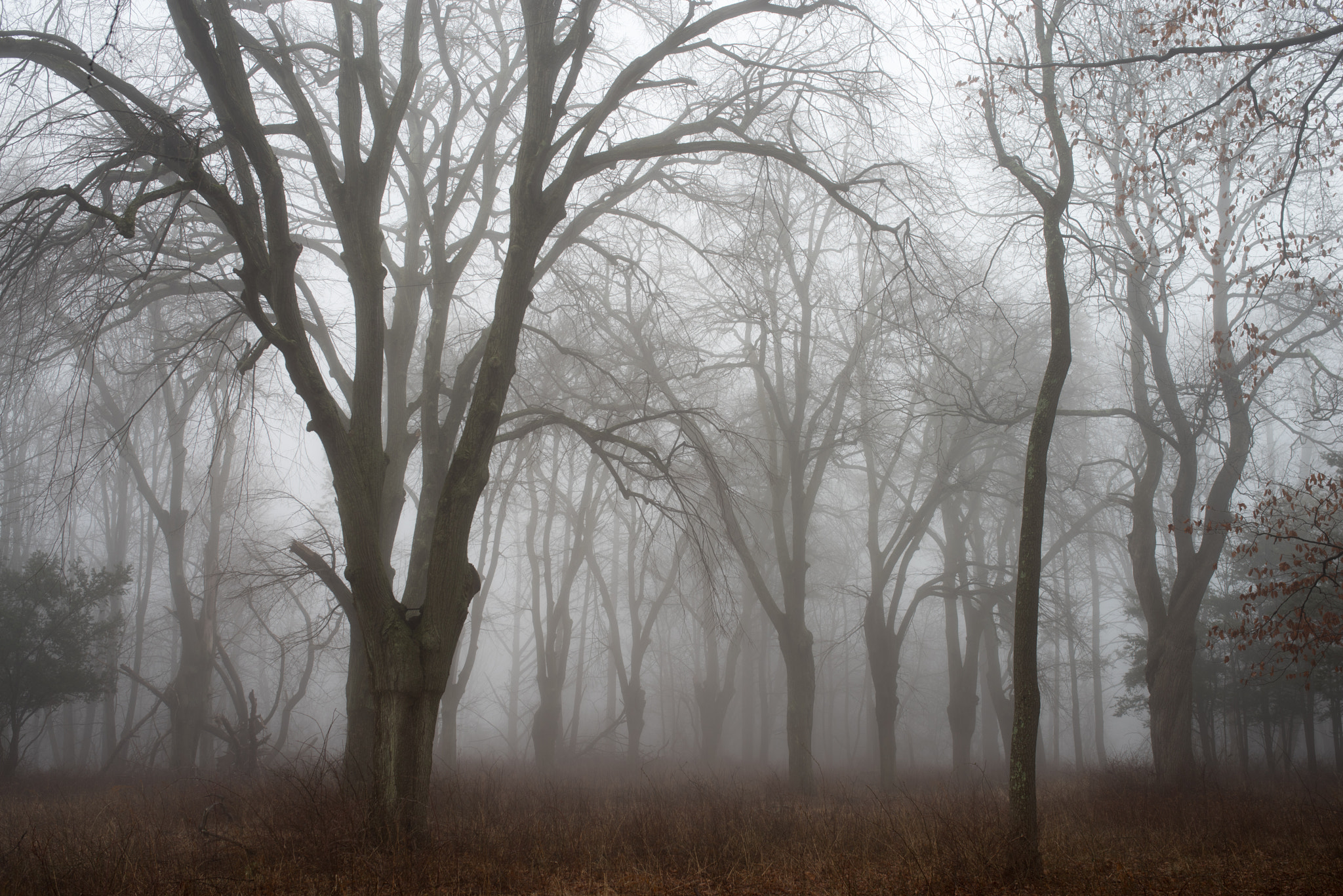 Pentax K-1 + Sigma 35mm F1.4 DG HSM Art sample photo. Foggy morning in the forest photography