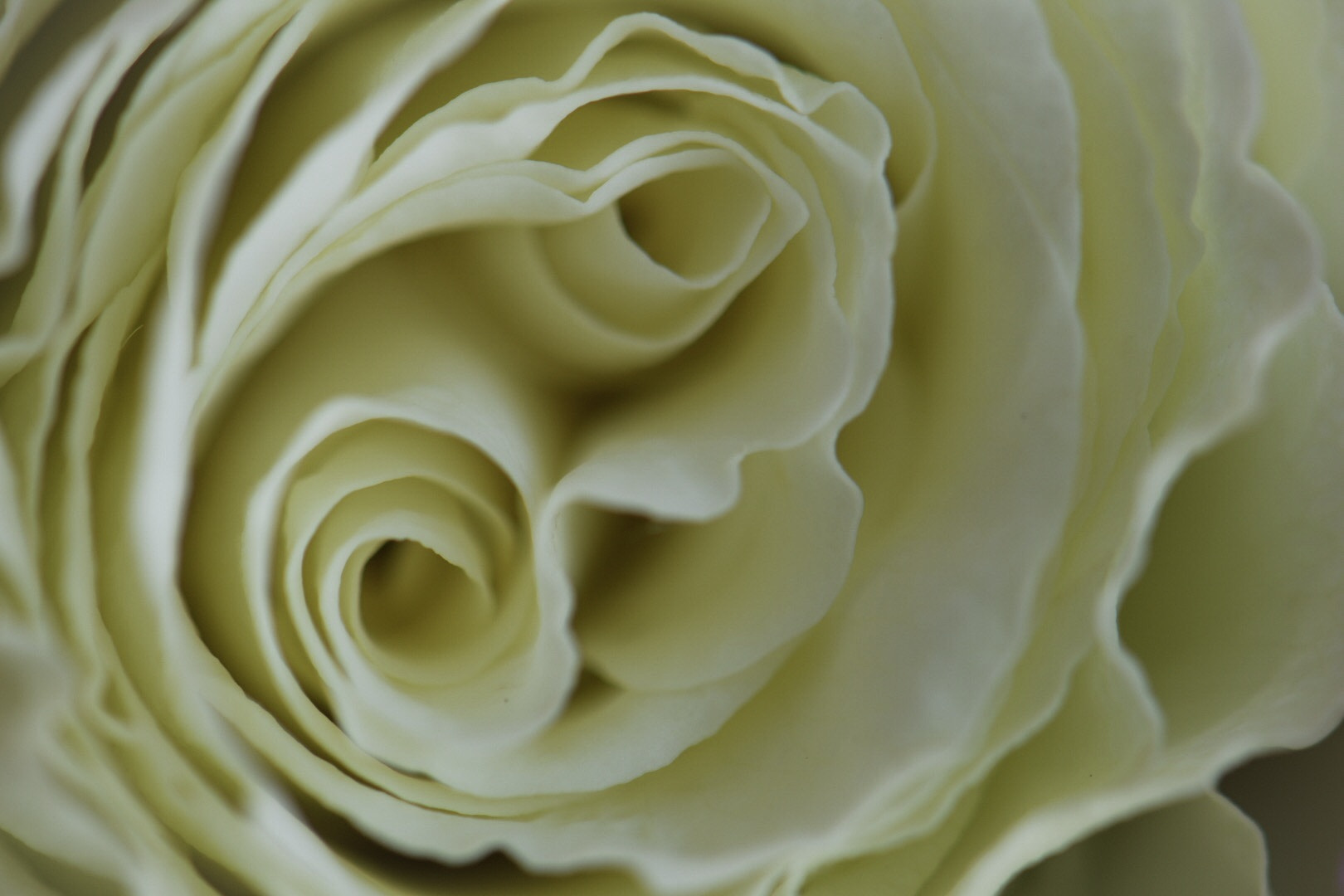 Nikon AF-S Micro-Nikkor 105mm F2.8G IF-ED VR sample photo. Rose photography