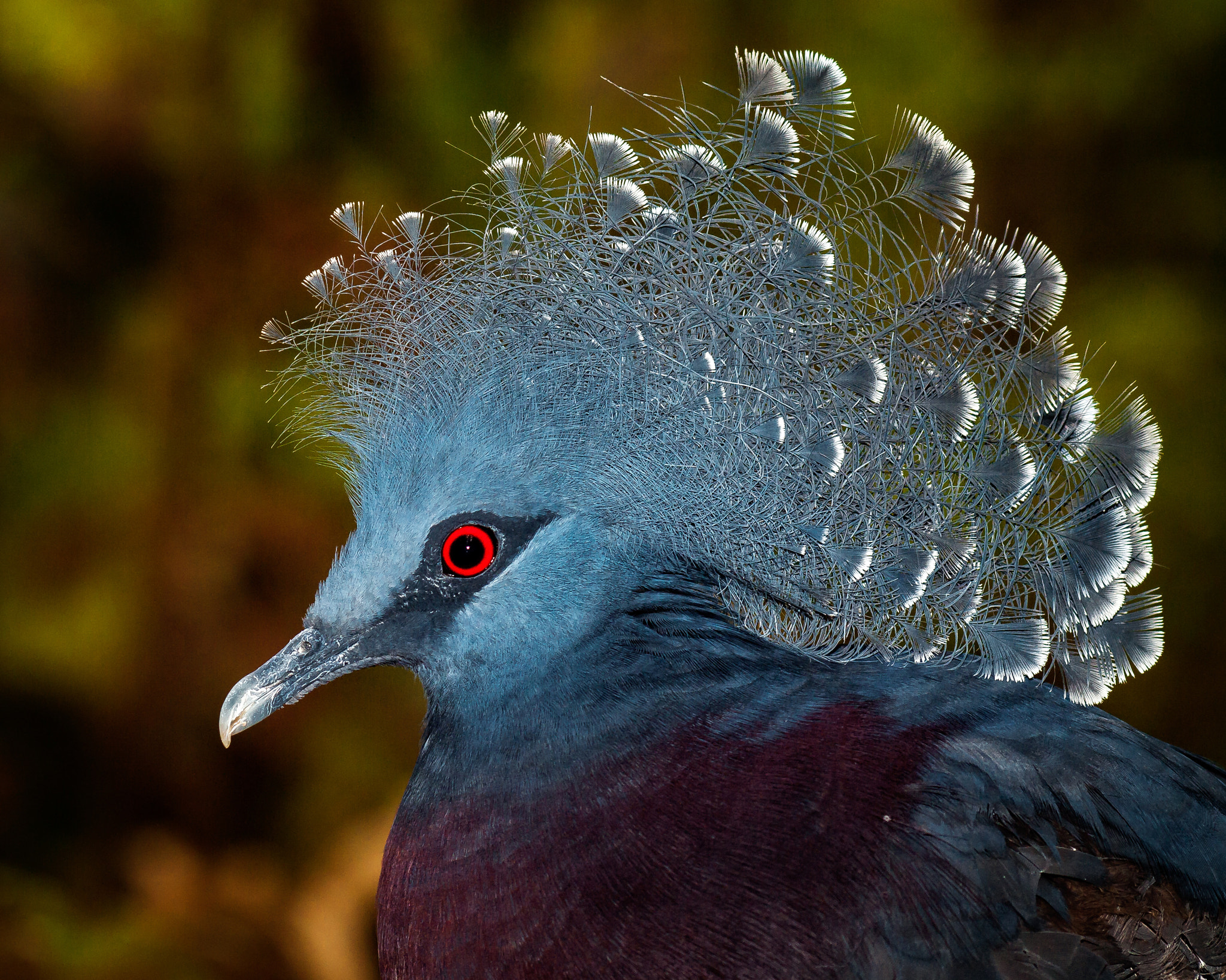 Olympus E-620 (EVOLT E-620) sample photo. Victoria crowned pigeon (goura victoria) photography