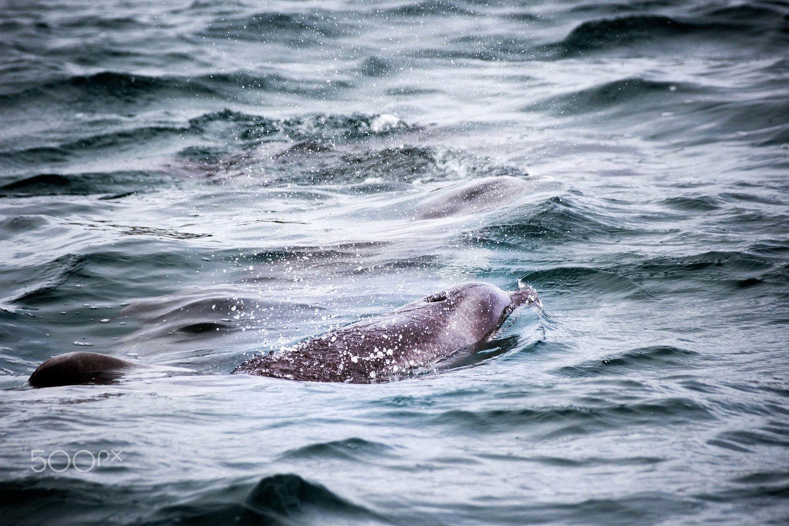 Canon EOS 1200D (EOS Rebel T5 / EOS Kiss X70 / EOS Hi) + Sigma 18-250mm F3.5-6.3 DC OS HSM sample photo. Dolphin in the sea photograph photography