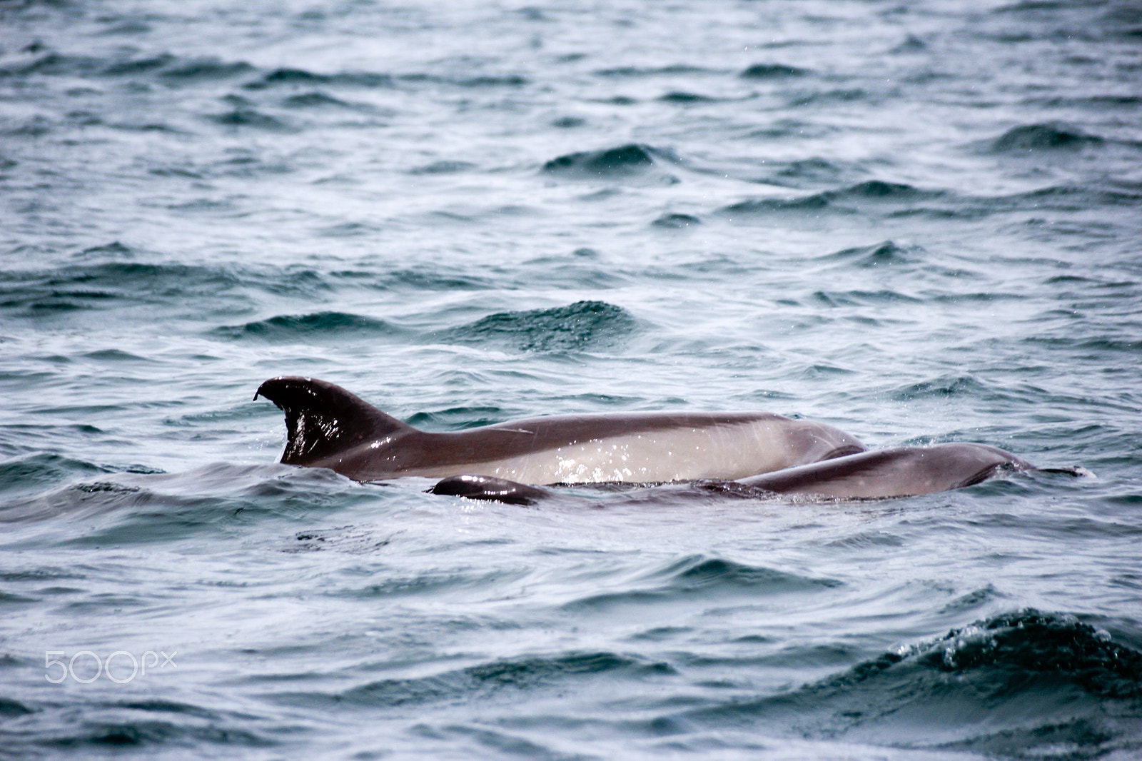 Canon EOS 1200D (EOS Rebel T5 / EOS Kiss X70 / EOS Hi) + Sigma 18-250mm F3.5-6.3 DC OS HSM sample photo. Dolphins in the sea photograph photography