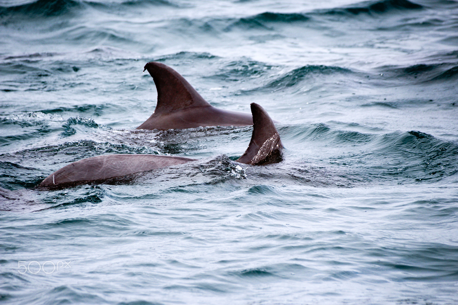 Canon EOS 1200D (EOS Rebel T5 / EOS Kiss X70 / EOS Hi) sample photo. Dolphins in the sea photograph photography