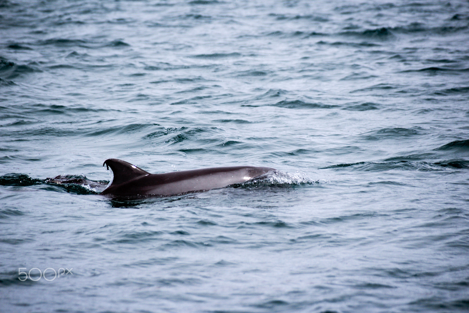 Canon EOS 1200D (EOS Rebel T5 / EOS Kiss X70 / EOS Hi) + Sigma 18-250mm F3.5-6.3 DC OS HSM sample photo. Dolphin in the sea photograph photography